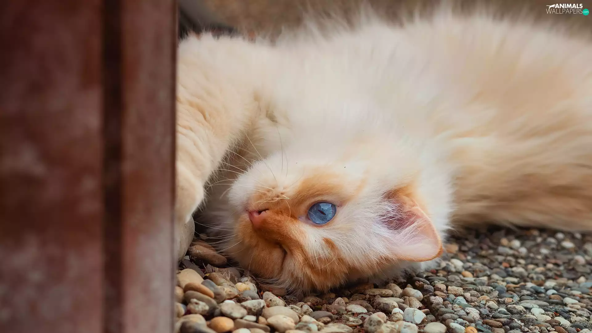 white and red, muzzle, Stones, cat
