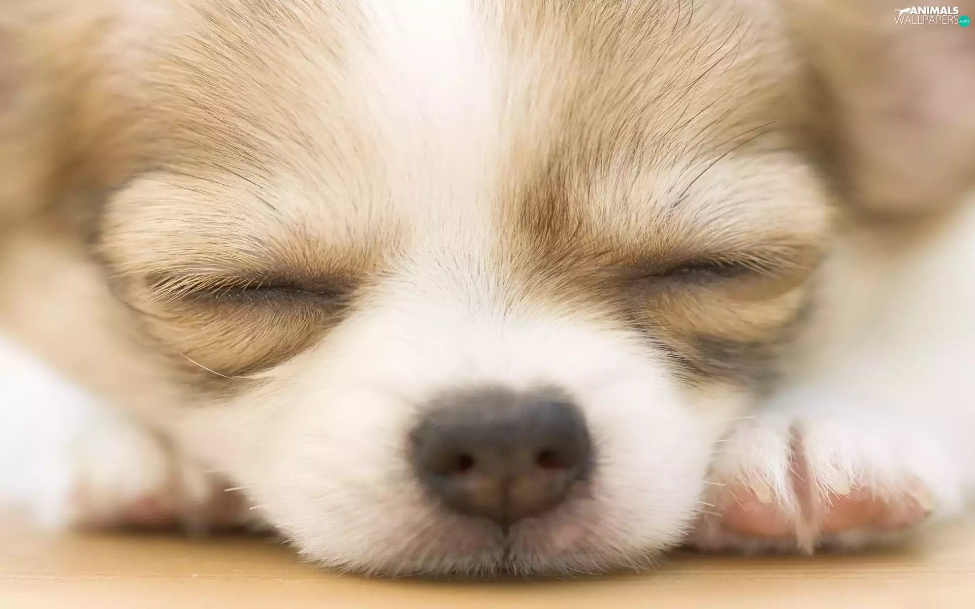 muzzle, Puppy, Chihuahua