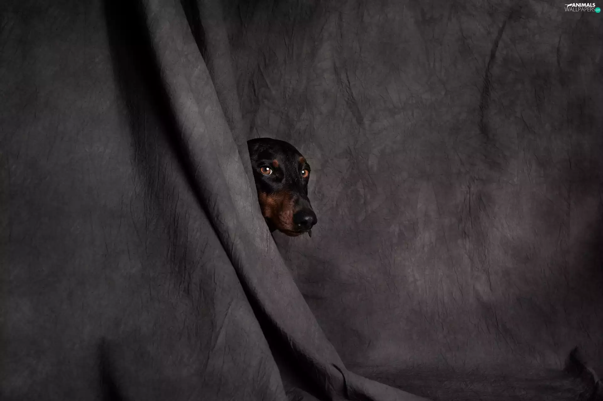 dog, muzzle, curtain, Dachshund Shorthair