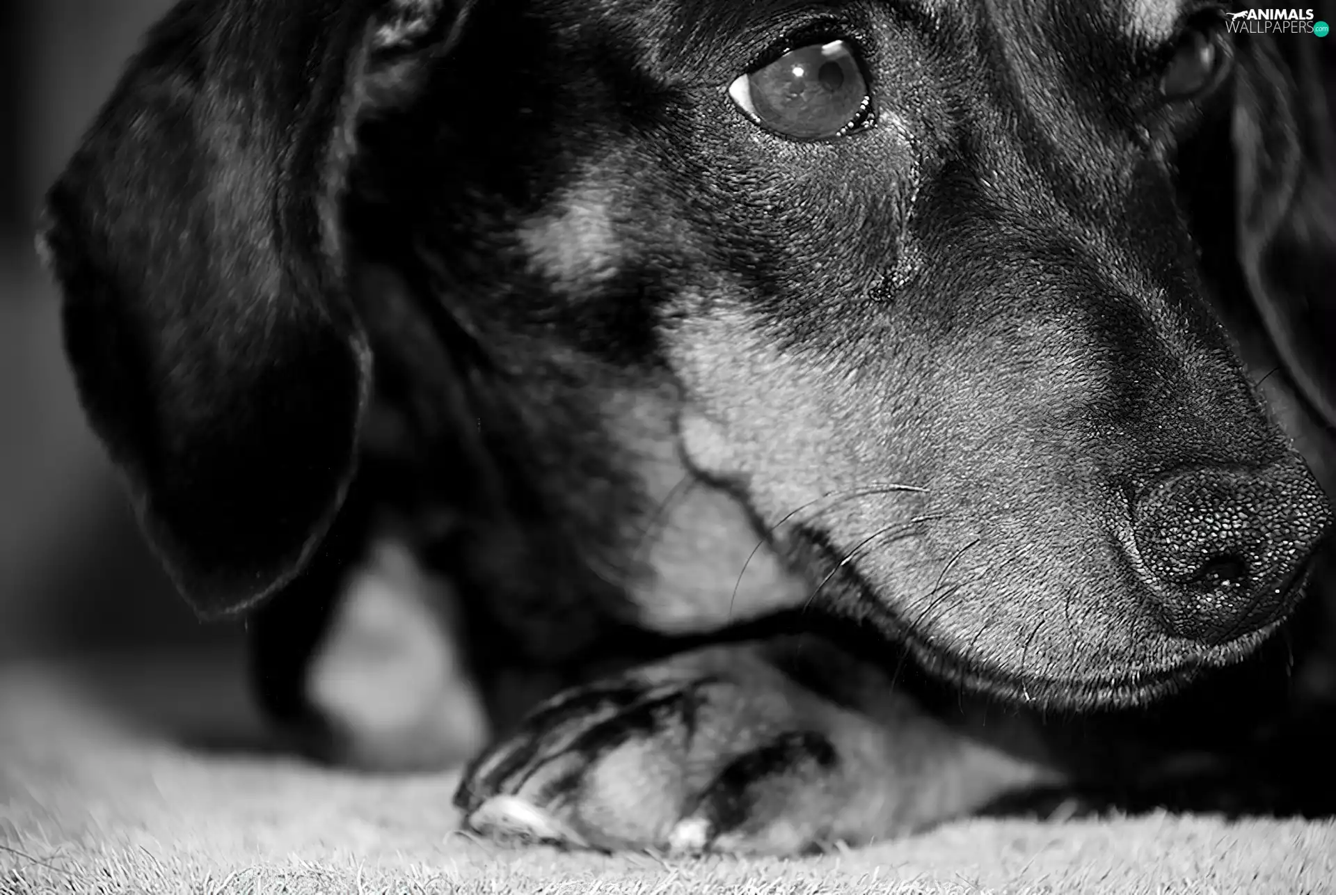 muzzle, dog, dachshund