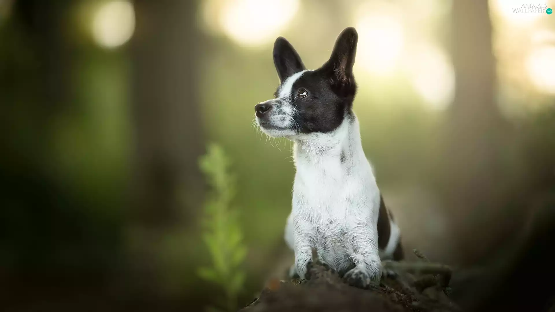 dog, fuzzy, background, muzzle
