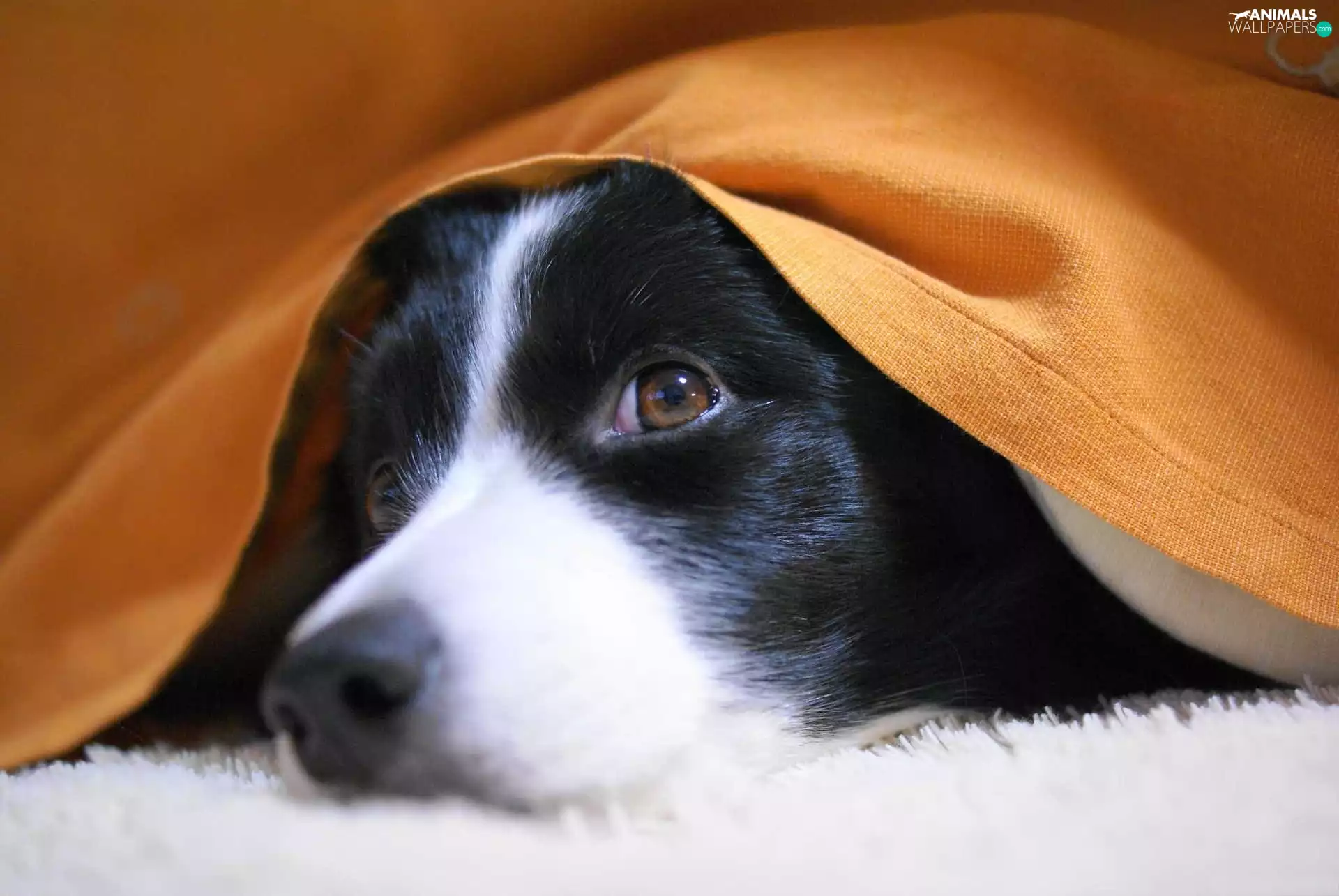 Dog, Orange, Blanket, muzzle