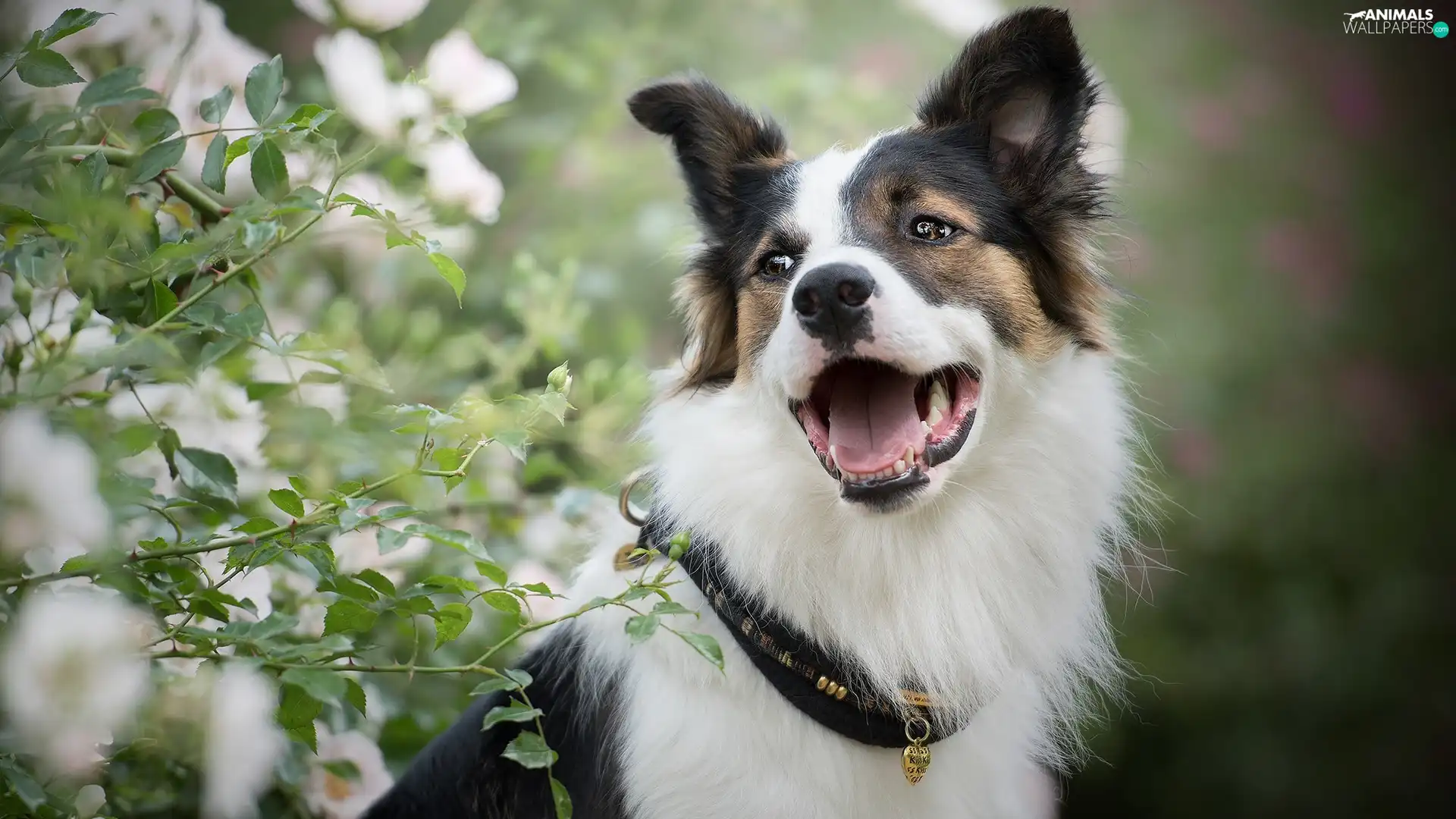 dog-collar, dog, Bush, Flowers, Heart teddybear, muzzle