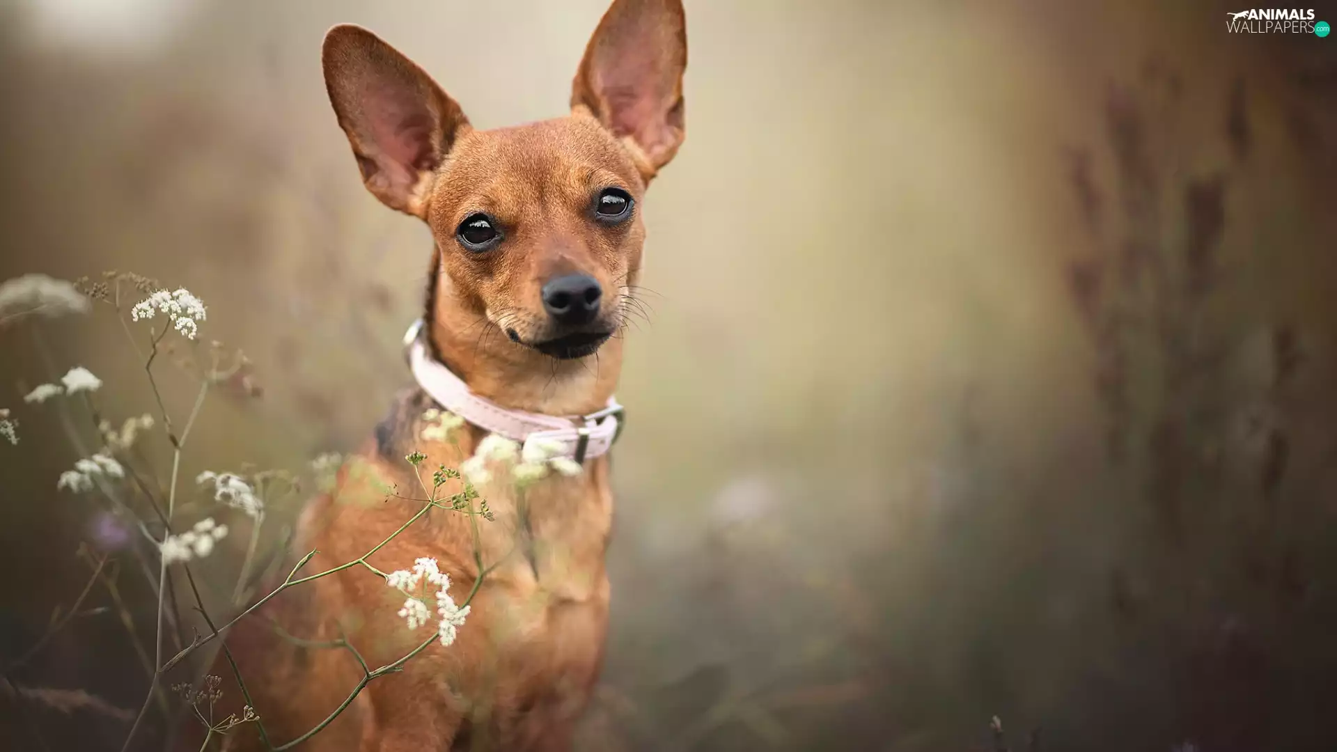 muzzle, miniature Pinscher, Longs, dog-collar, dog, ears, standing