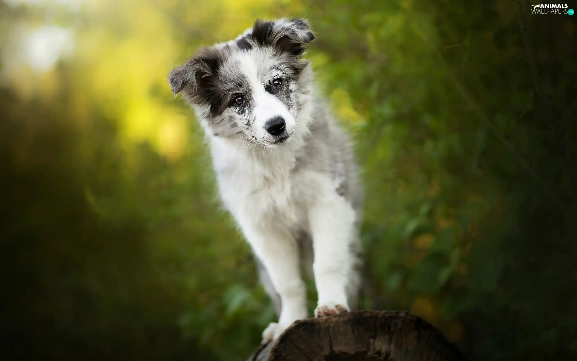 dog, Border Collie, muzzle, Puppy