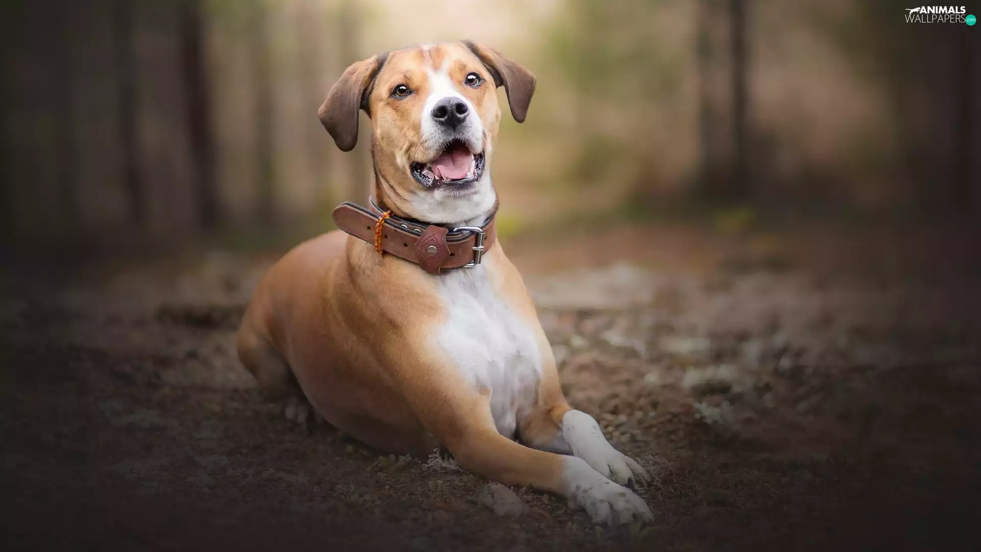 lying, muzzle, dog-collar, dog