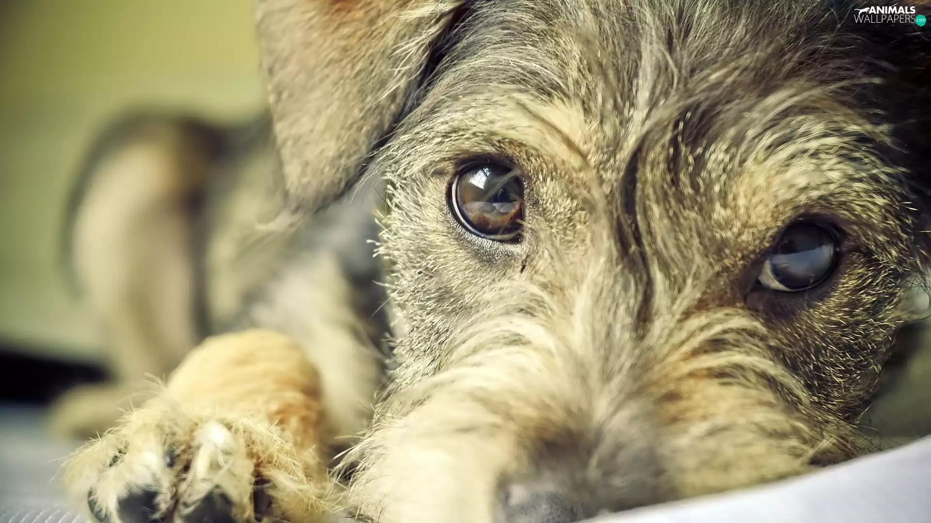 dog, pud, Eyes, muzzle