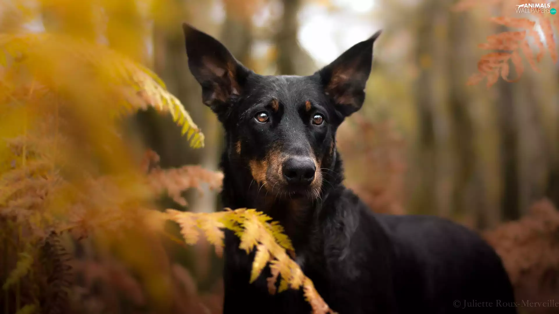 dog, Leaf, fern, muzzle