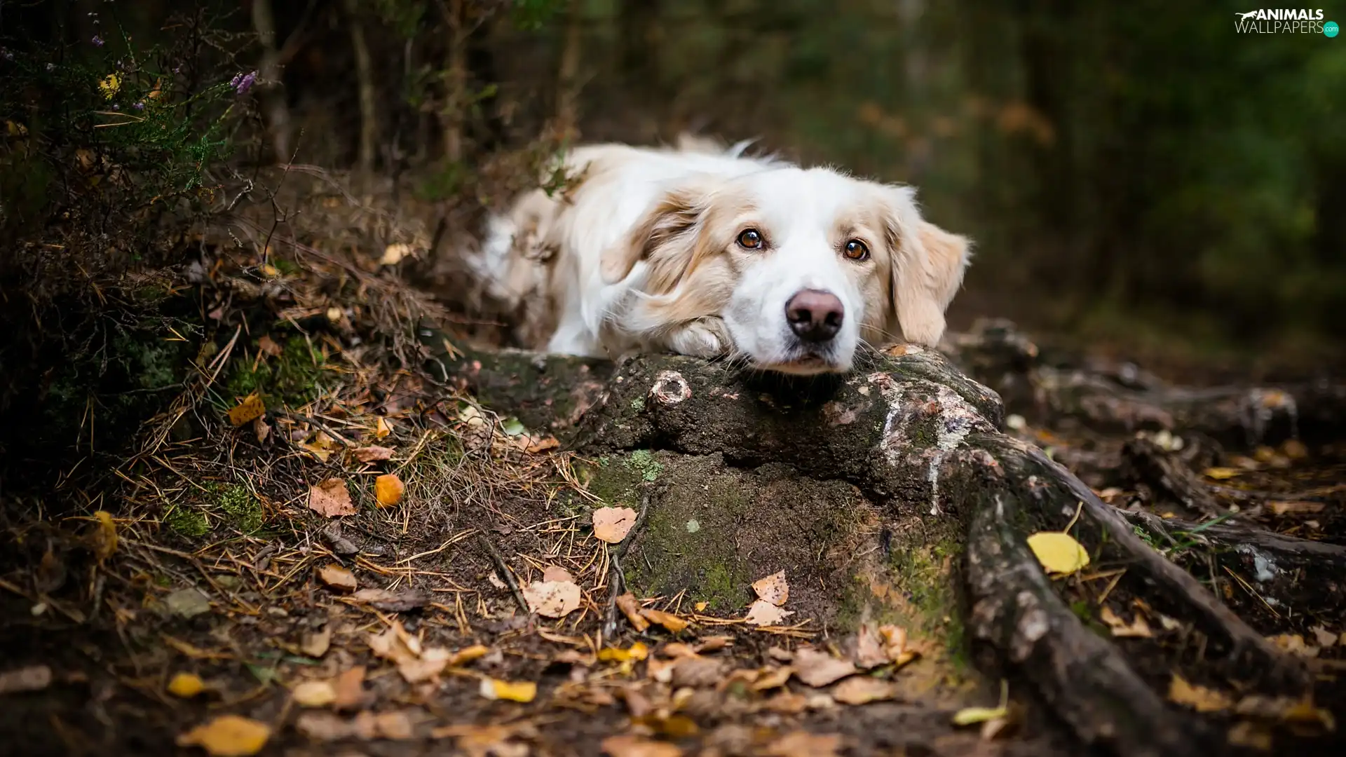 dog, forest, Leaf, muzzle
