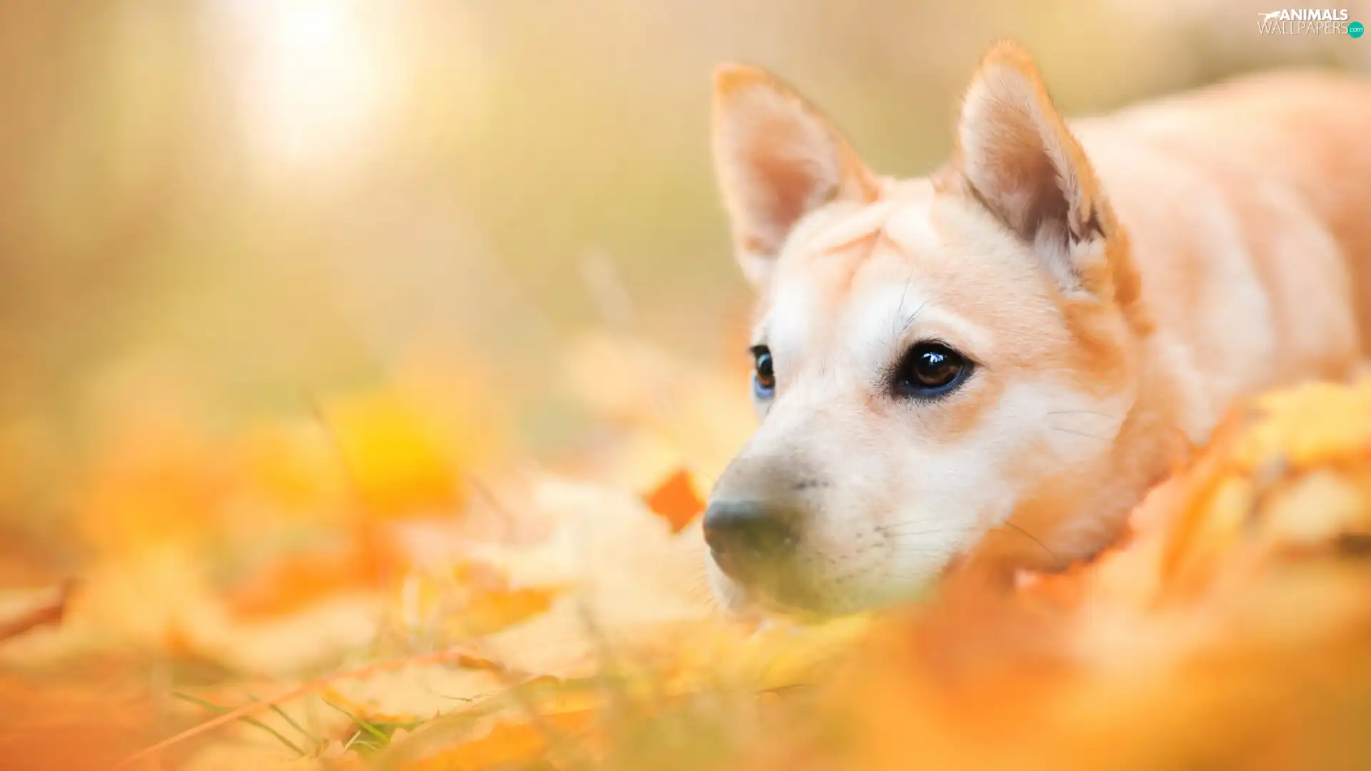 muzzle, Leaf, dog