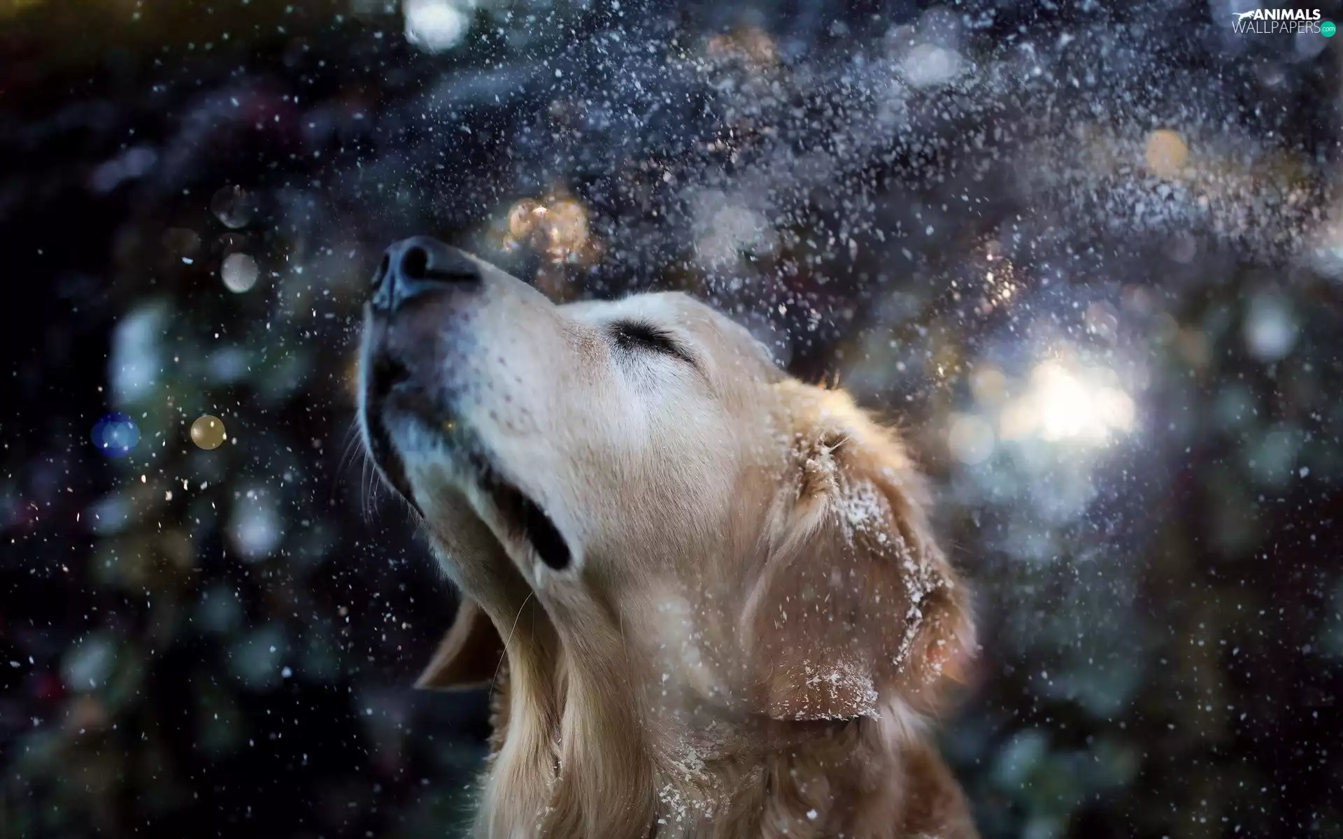 dog, nose, snow, muzzle