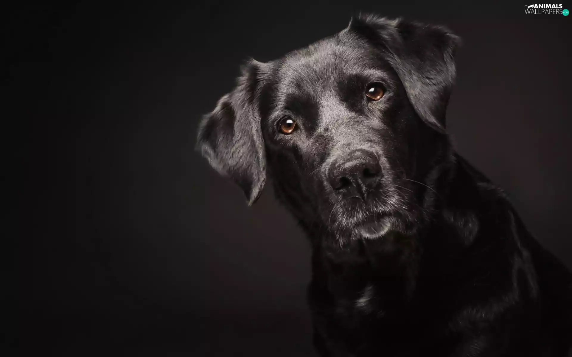 muzzle, Black, doggy