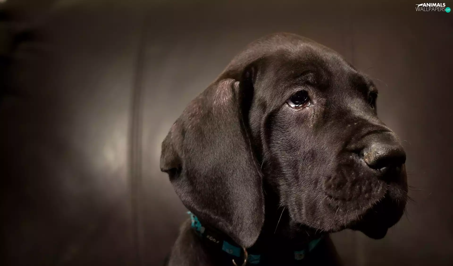 muzzle, Brown, doggy