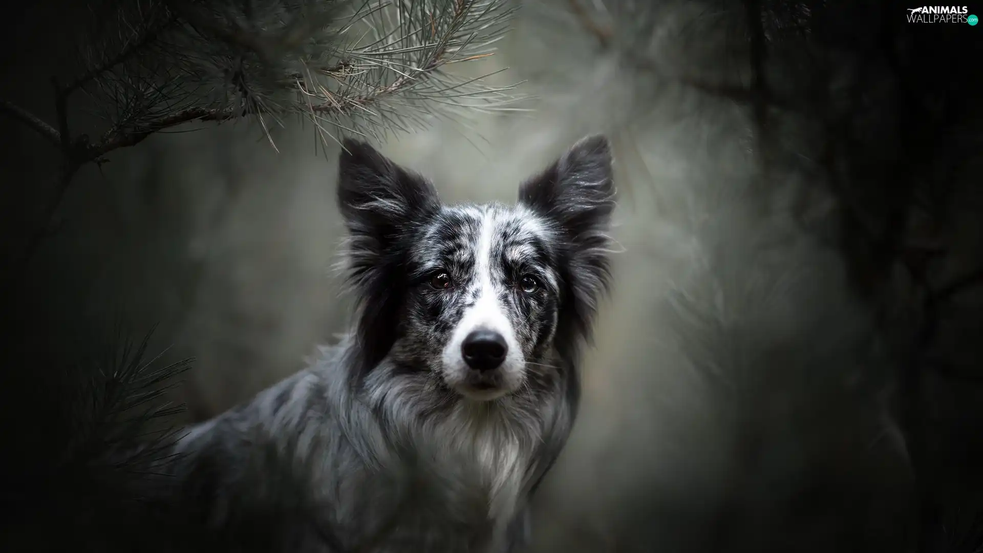 muzzle, dog, fuzzy, background, Twigs, Border Collie