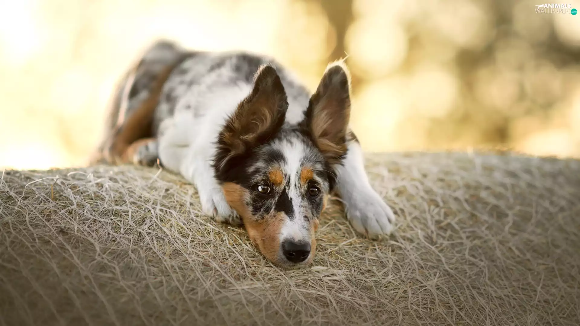 dog, muzzle, Hay, Border Collie