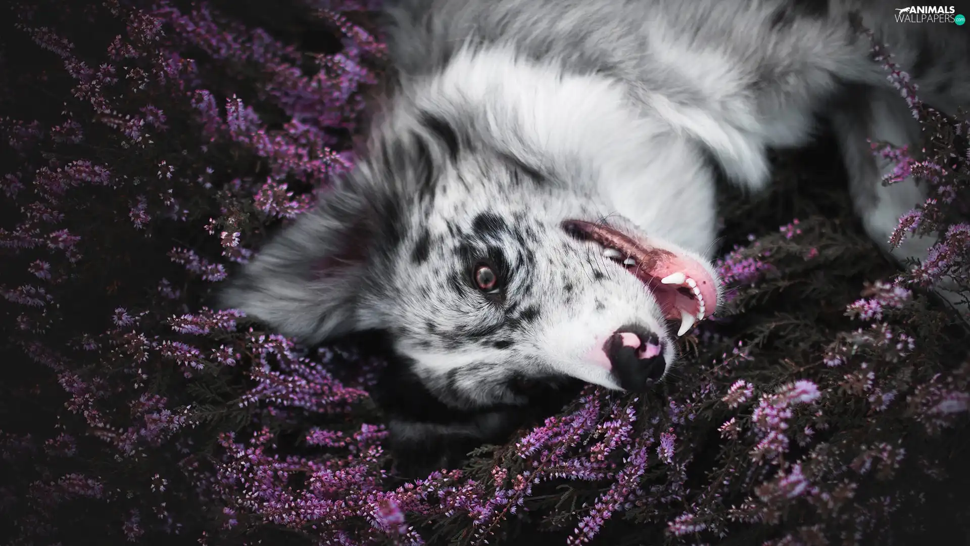 dog, muzzle, heather, Border Collie