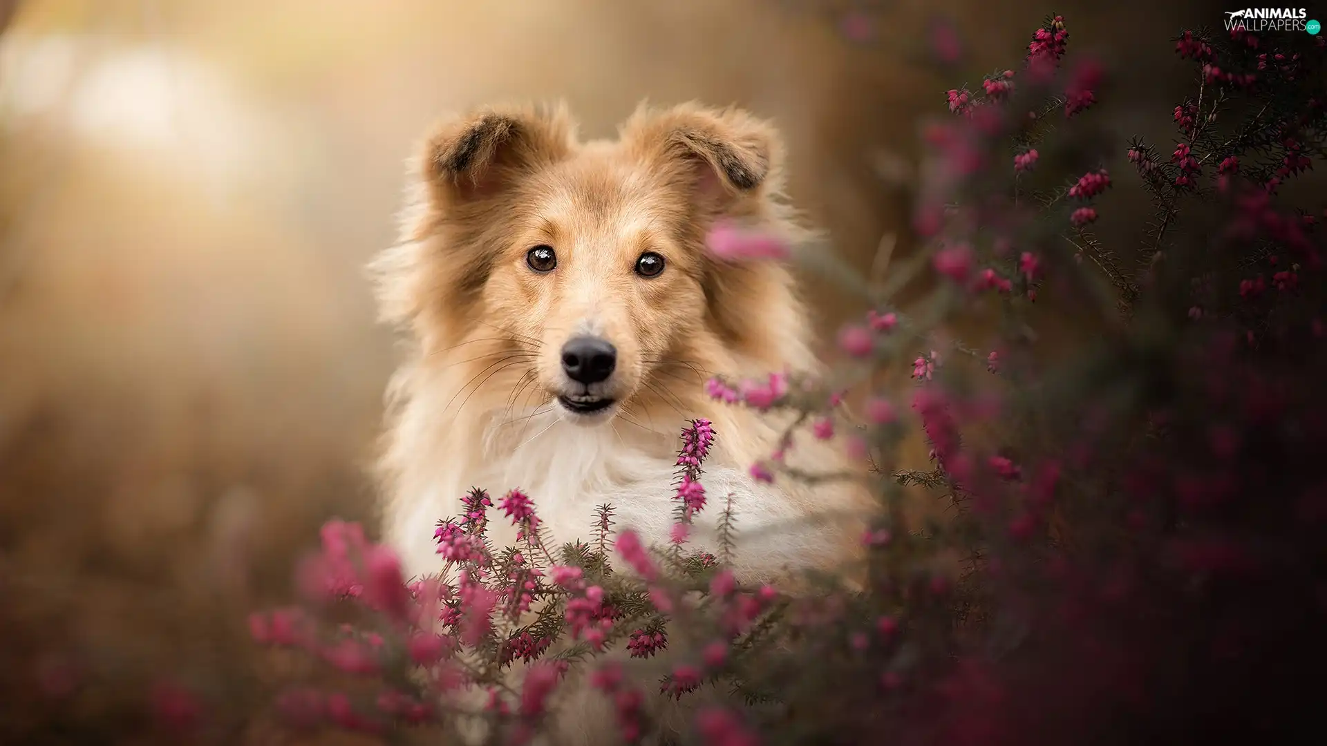 dog, muzzle, heathers, shetland Sheepdog