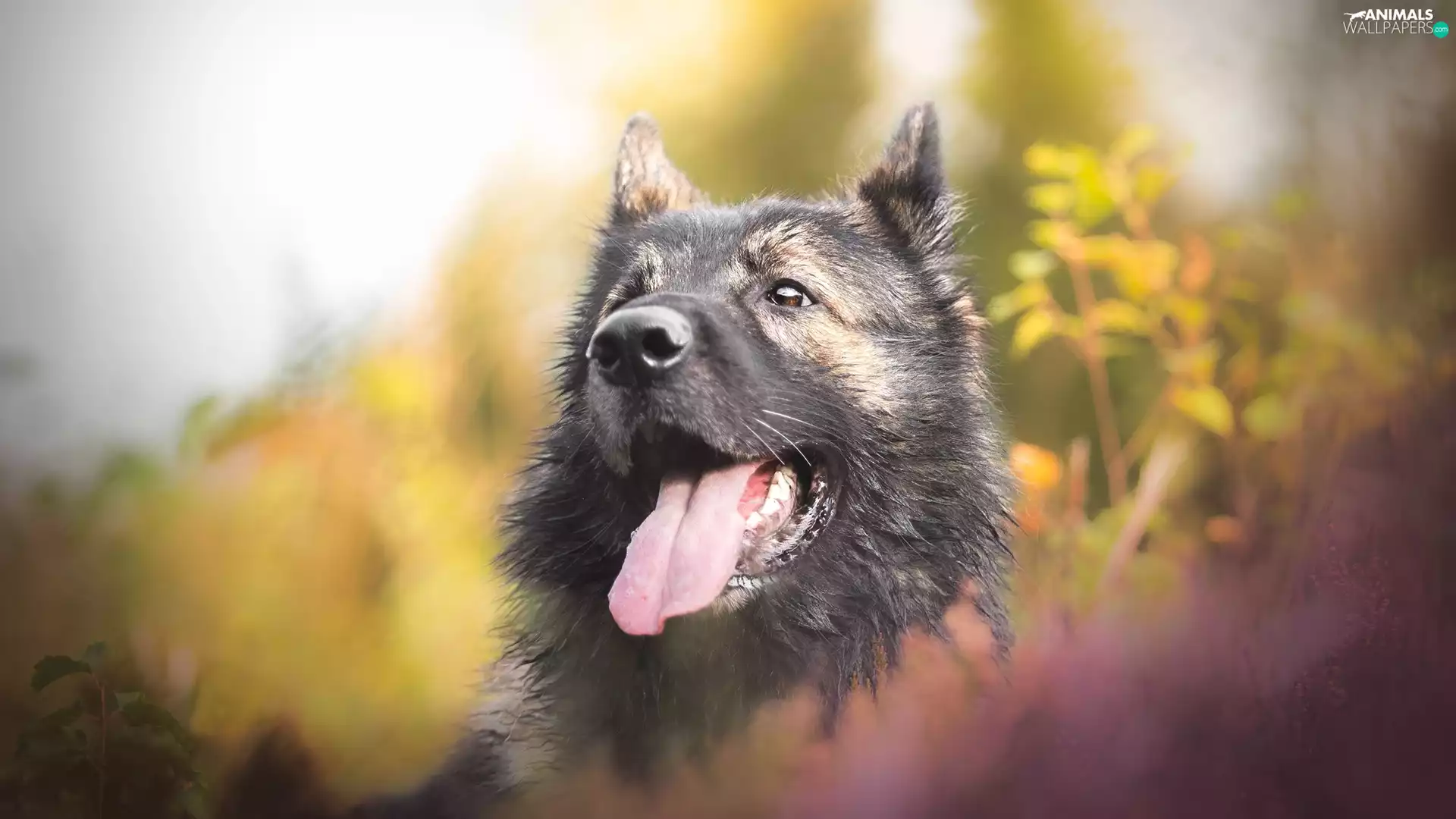 muzzle, dog, Keeshond