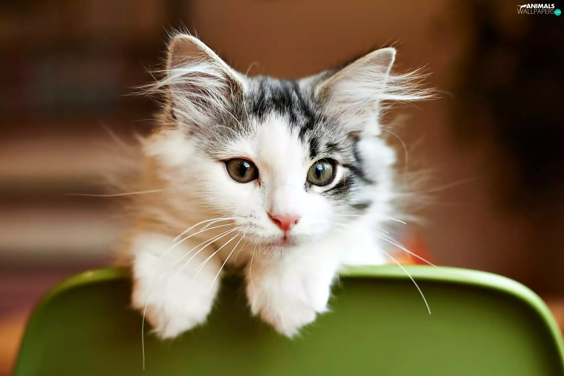 muzzle, small, kitten