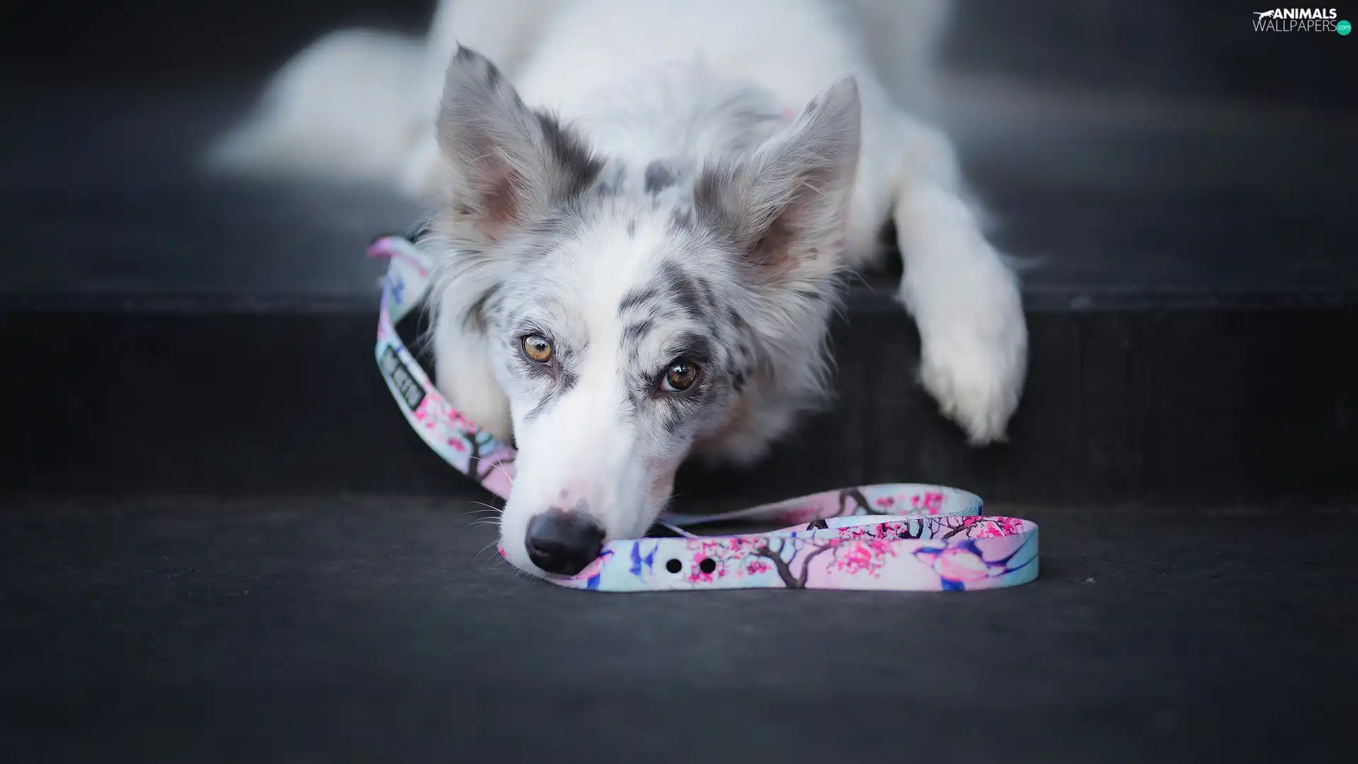 dog, muzzle, Leash, Border Collie