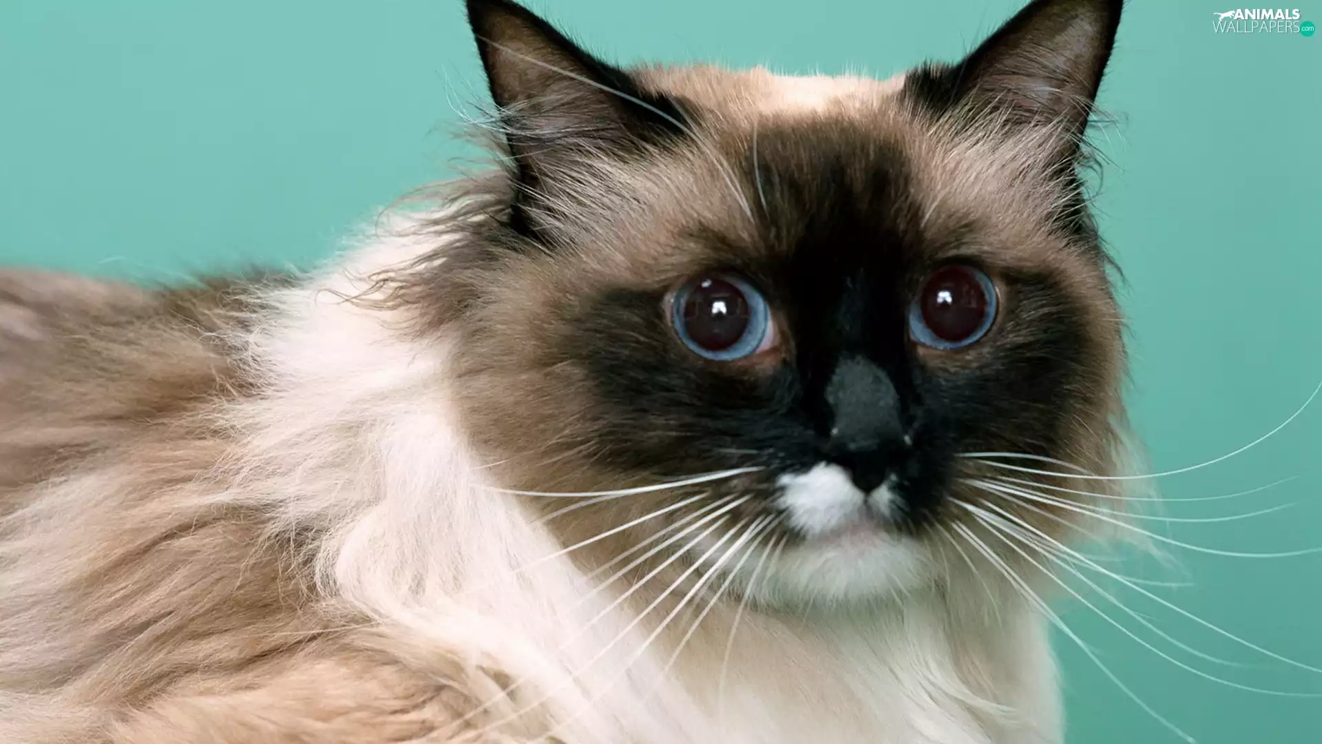 muzzle, kitten, moustache