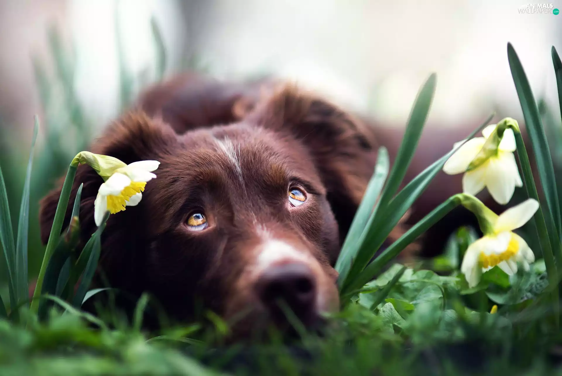 dog, muzzle, narcissus, Australian Shepherd