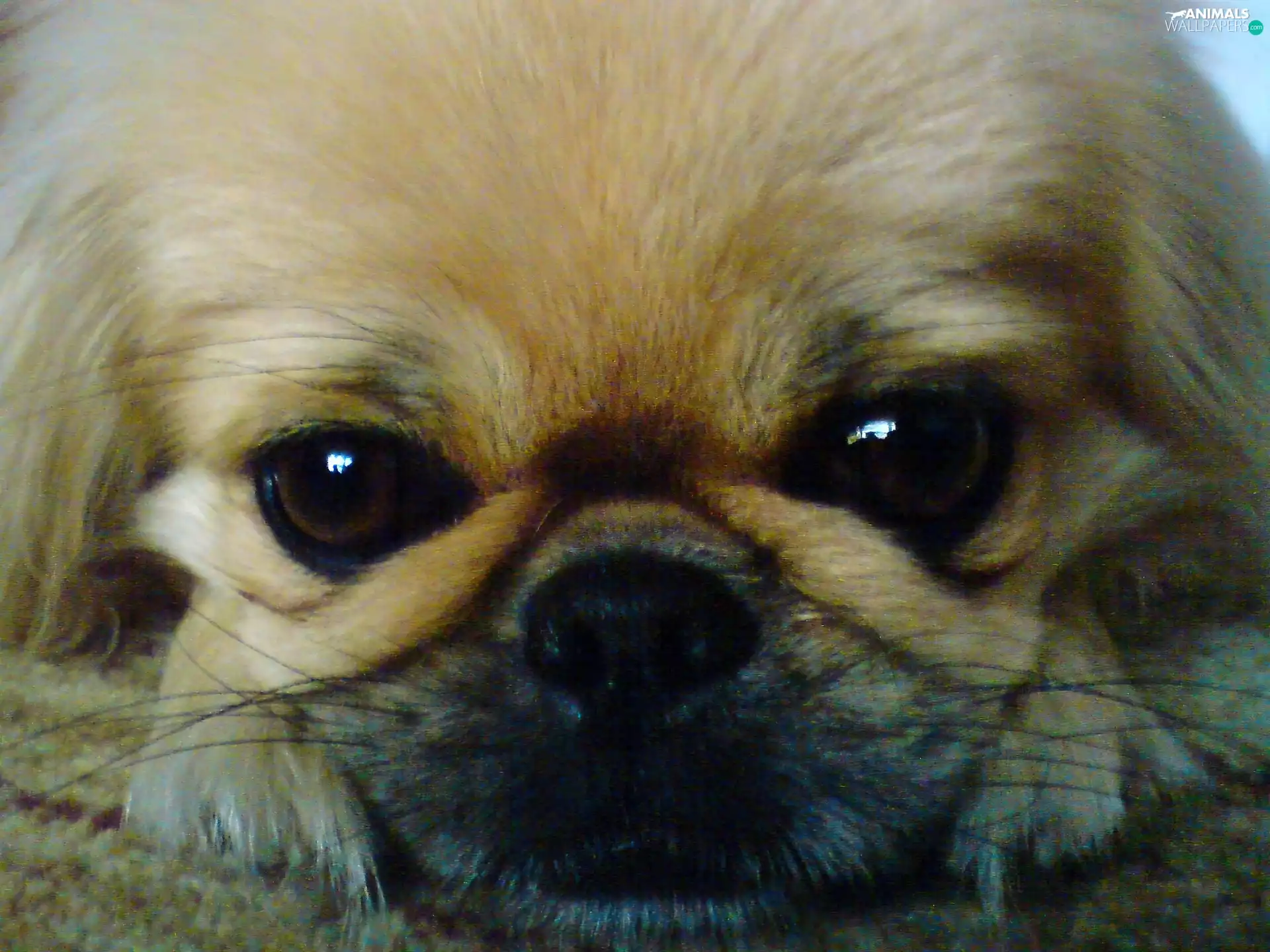 muzzle, pekinese