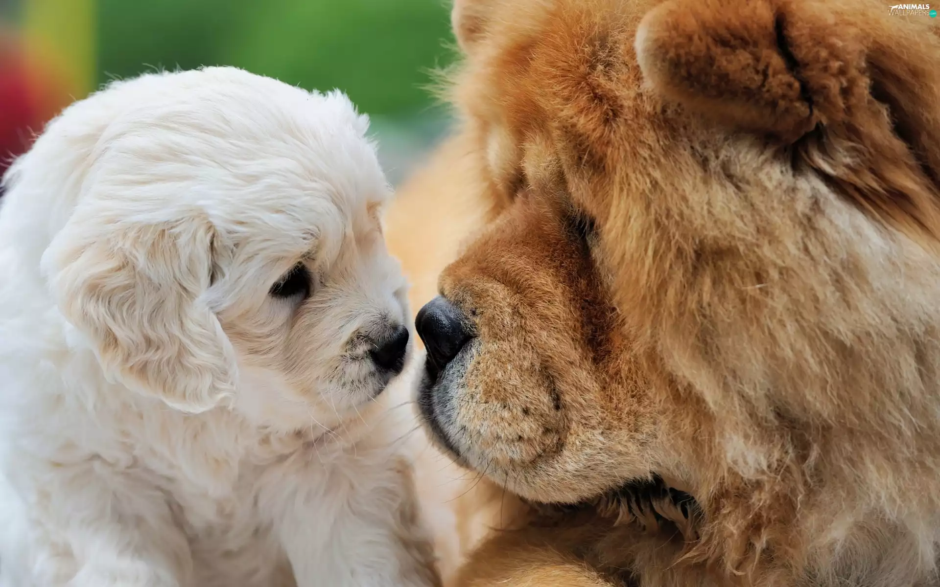 dog, muzzle, puppie, Chow chow