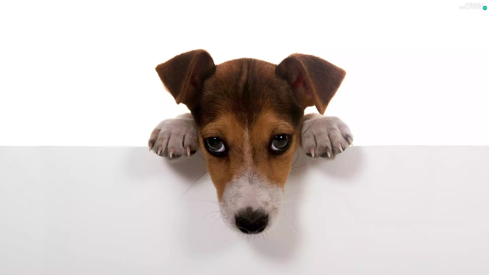 Puppy, Bright, background, muzzle
