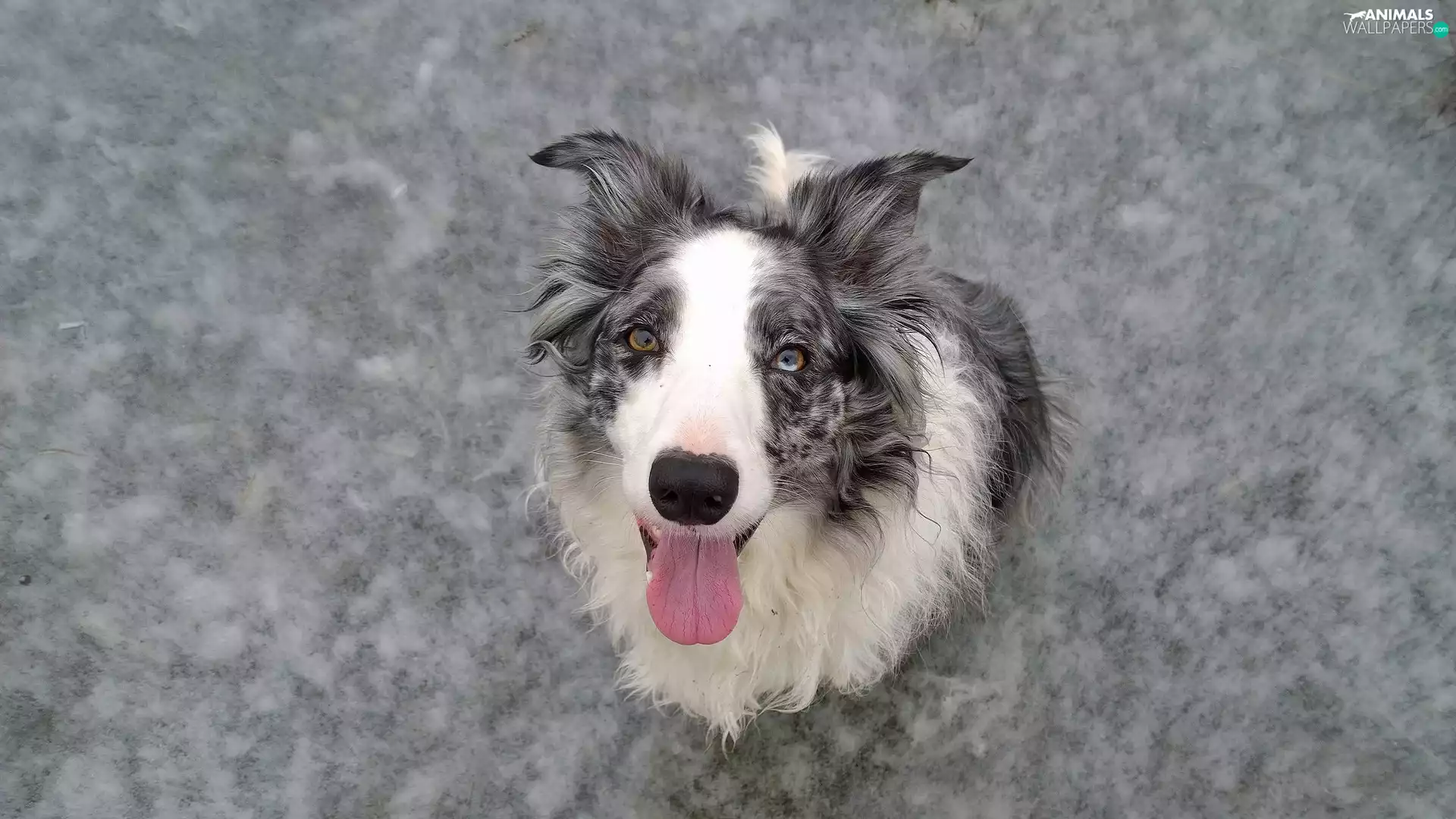 dog, muzzle, rapprochement, Border Collie