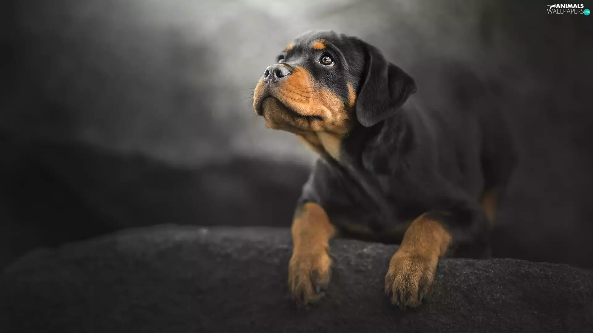 muzzle, Puppy, Rottweiler