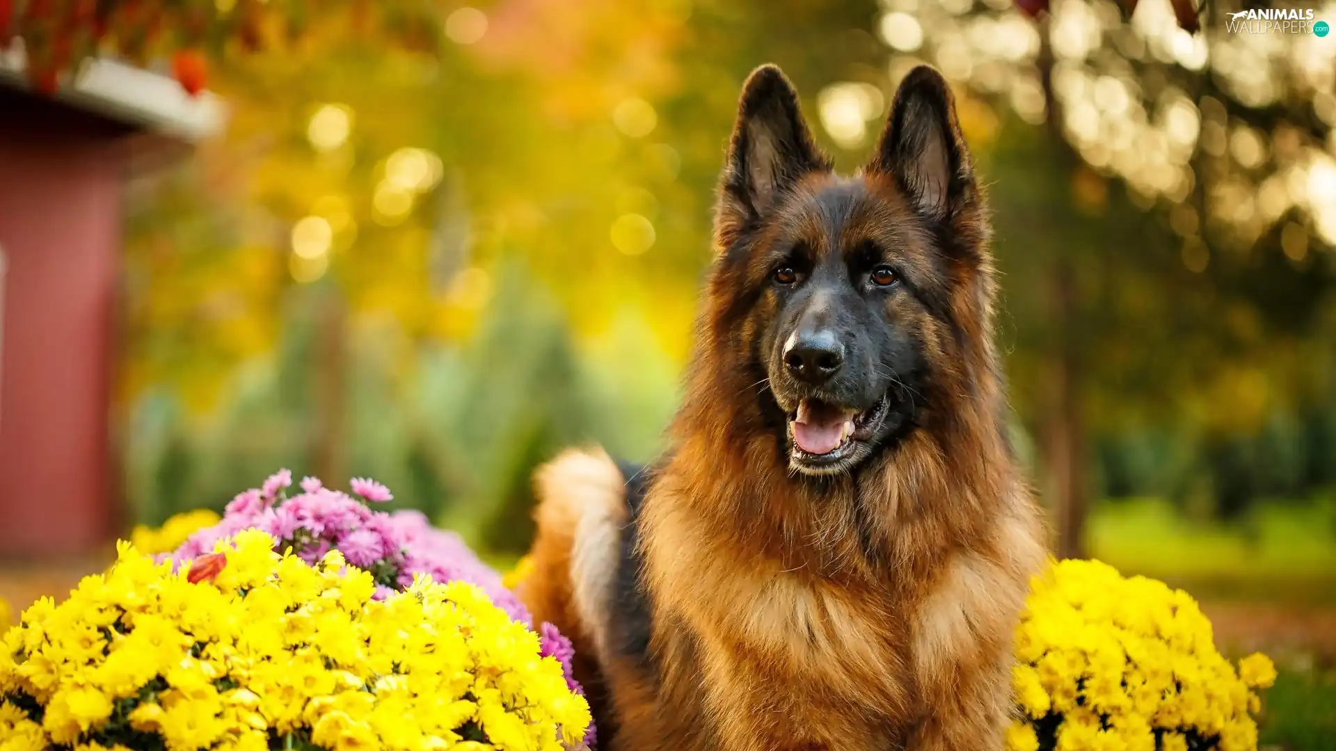 Flowers, Chrysanthemums, Long Haired German Shepherd, muzzle, dog