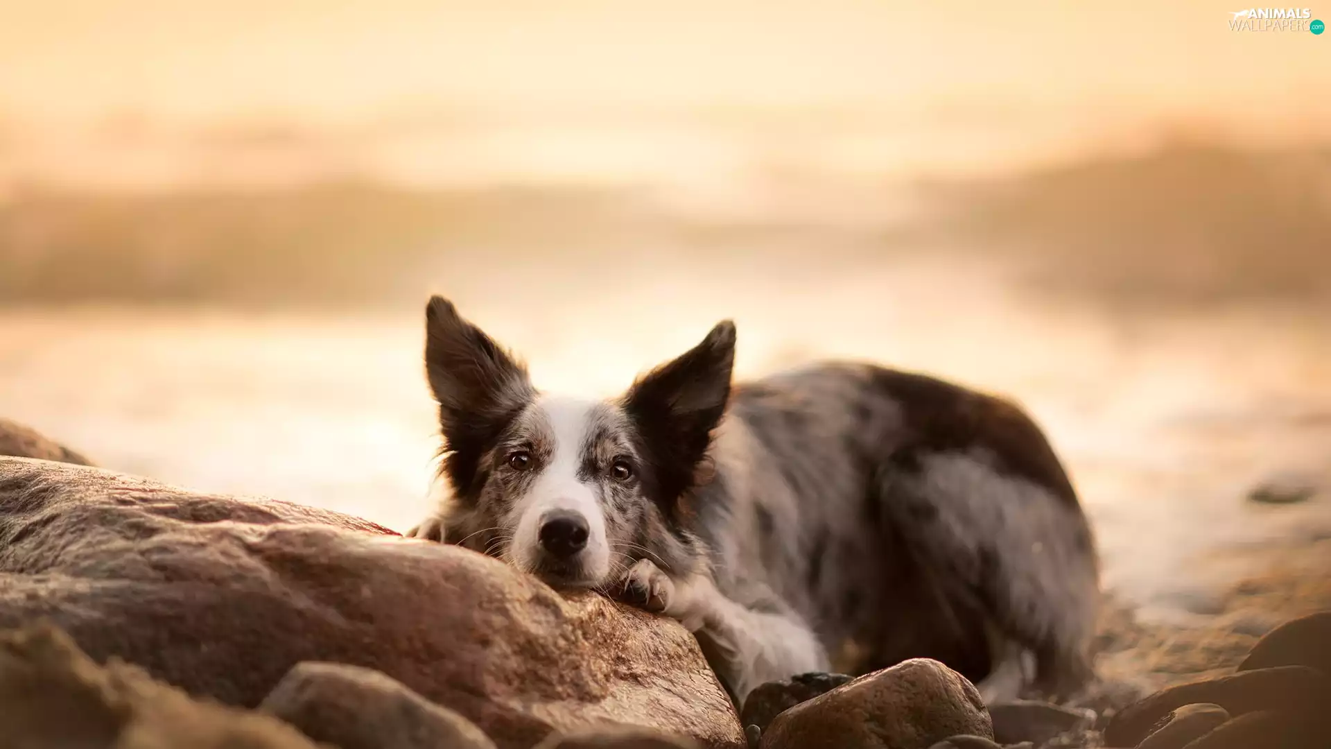 dog, muzzle, Stones, Border Collie