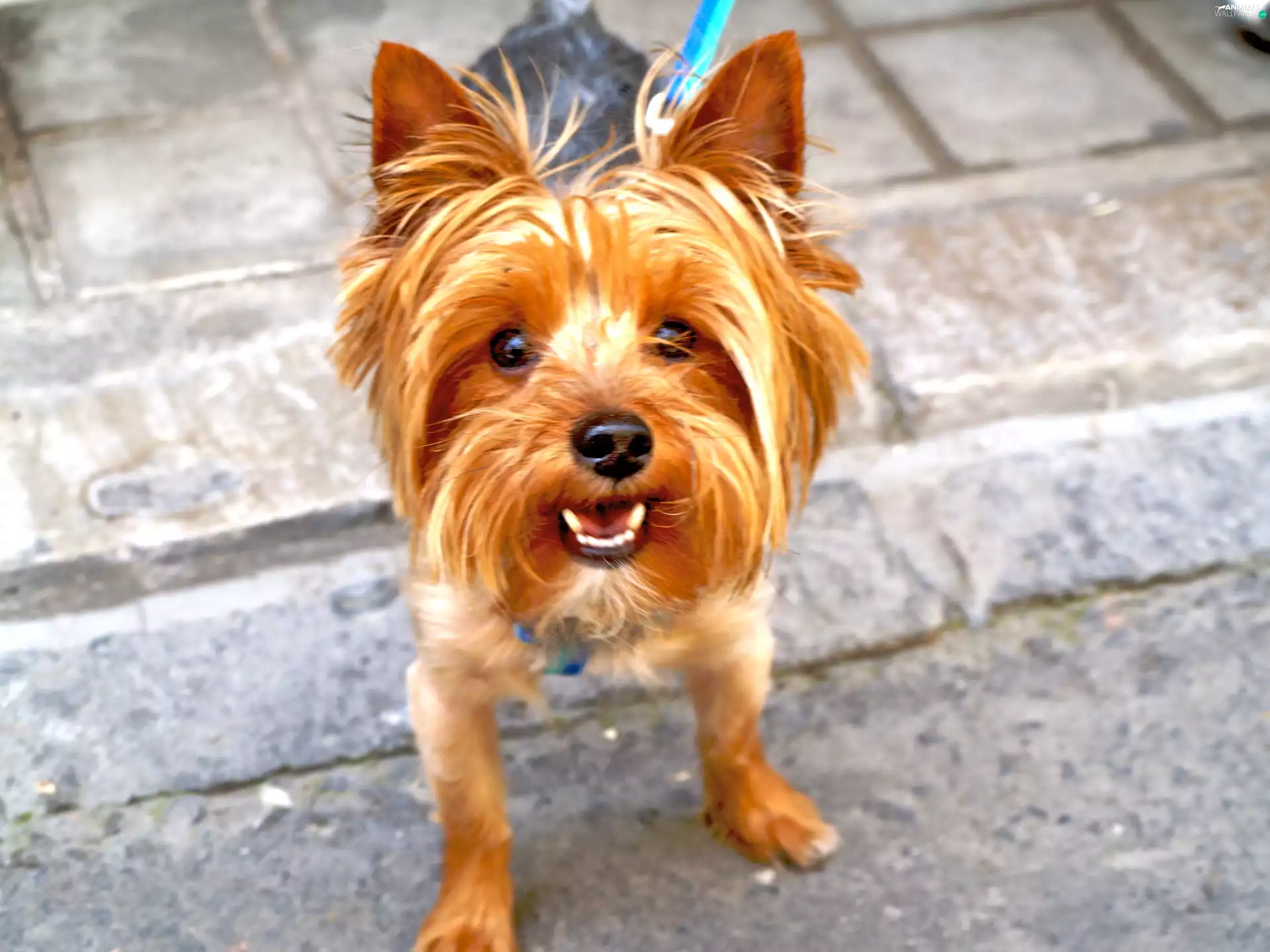 muzzle, Yorkshire Terrier
