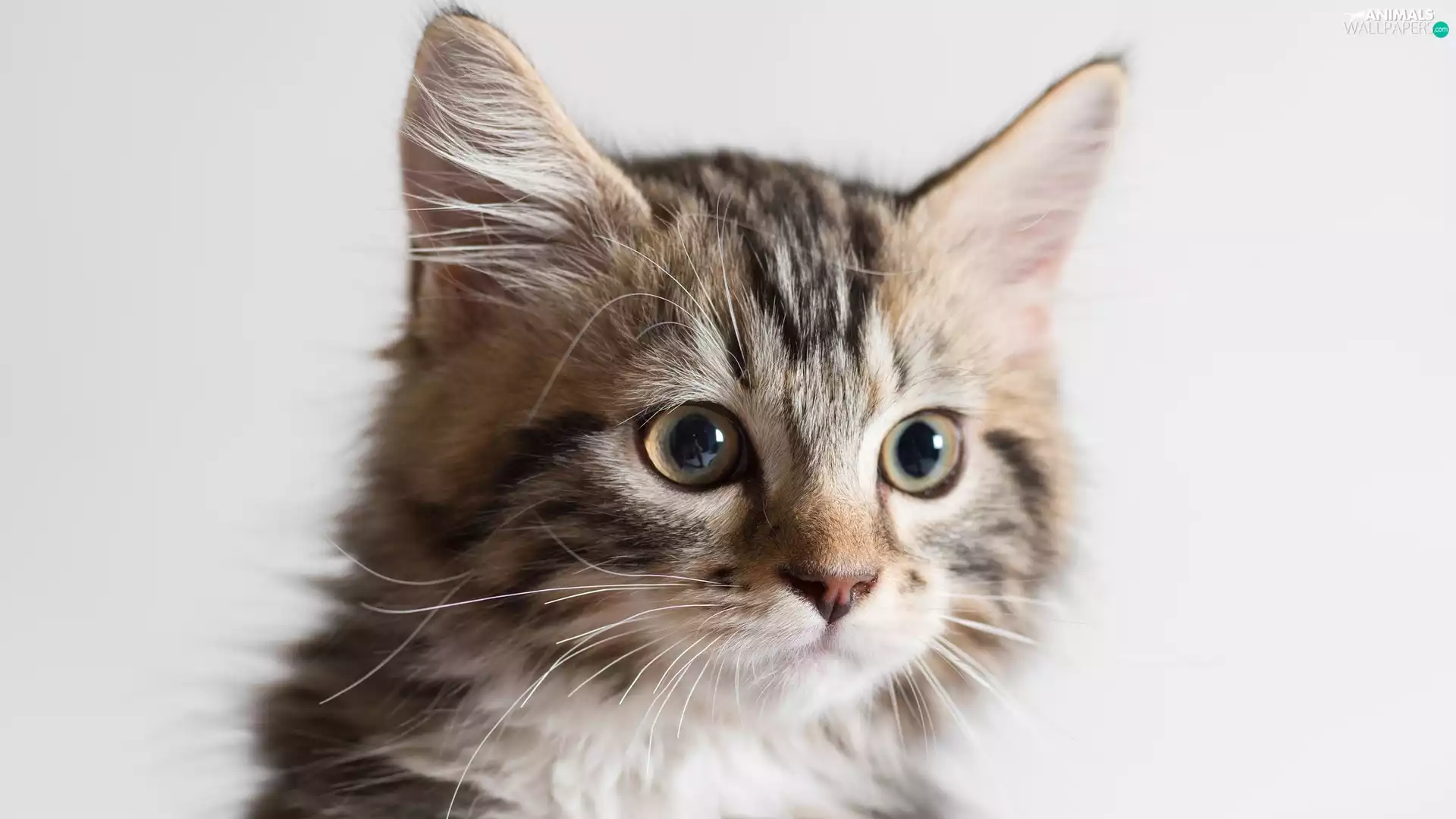 The look, kitten, muzzle