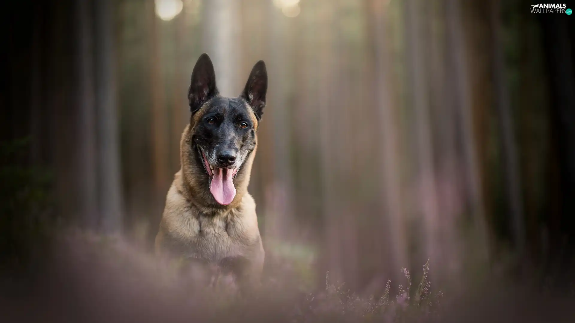 tongue, Belgian Shepherd Malinois, fuzzy, muzzle, dog, heathers, background