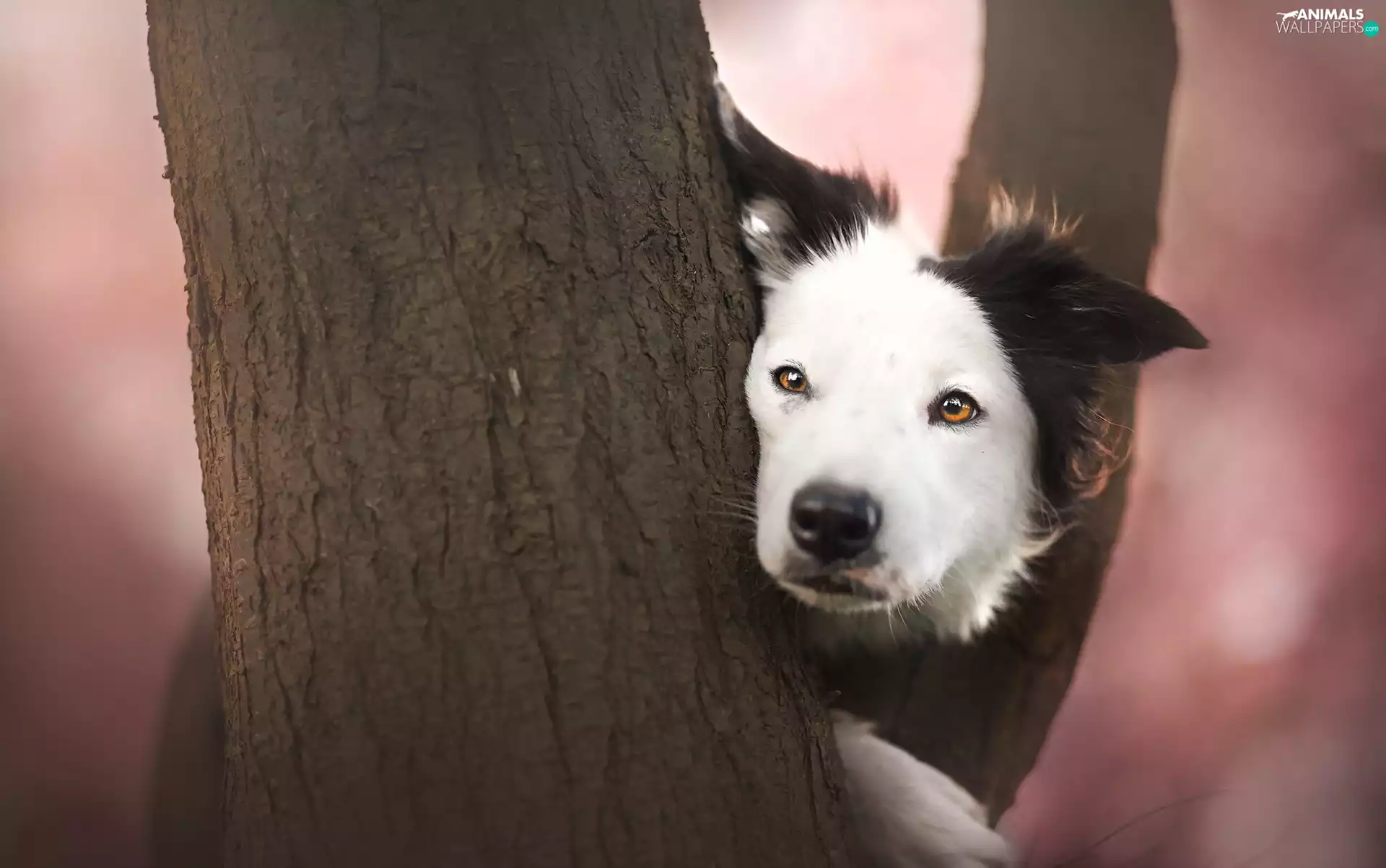 trees, Border Collie, muzzle