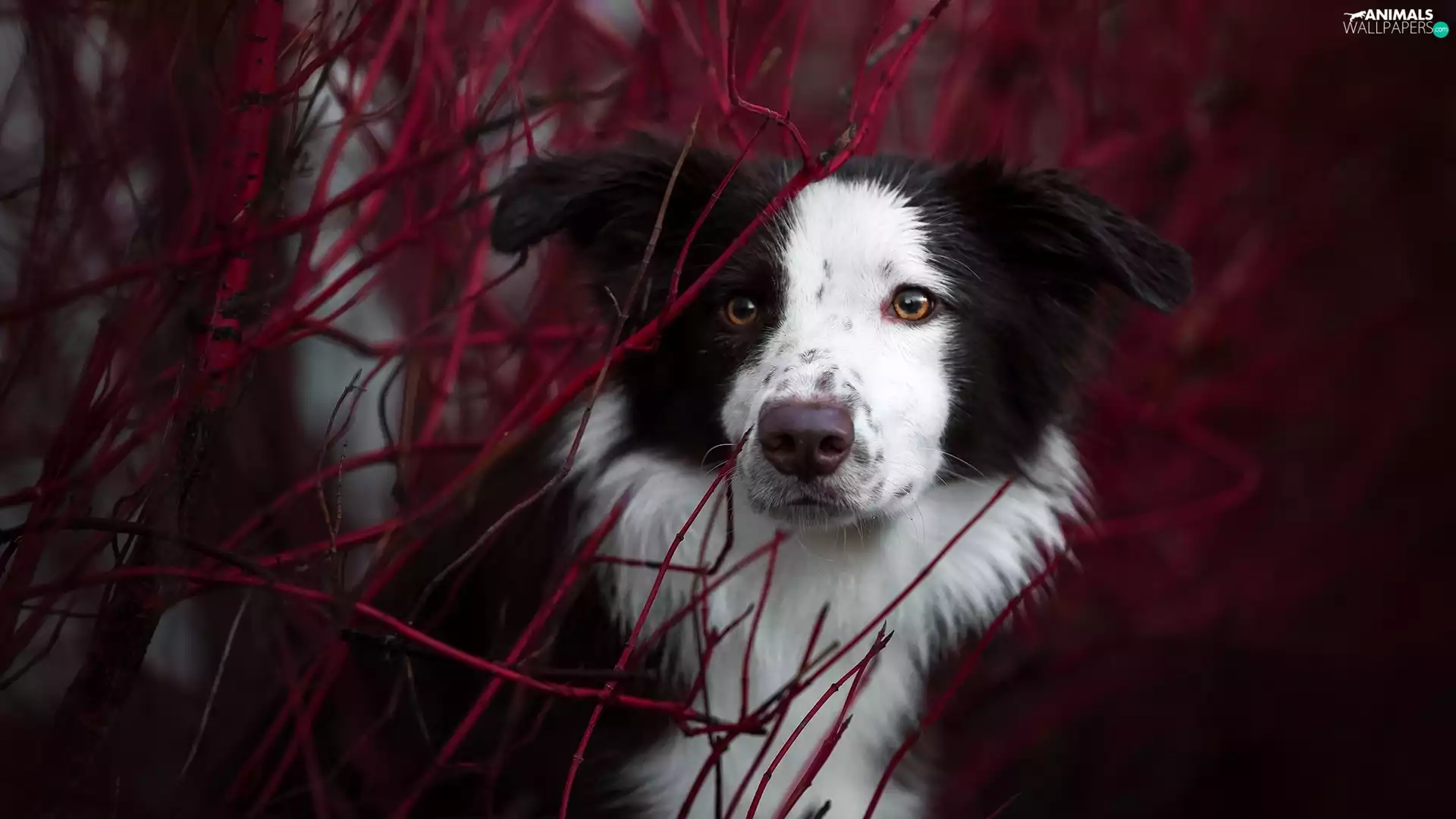 dog, muzzle, Twigs, Border Collie