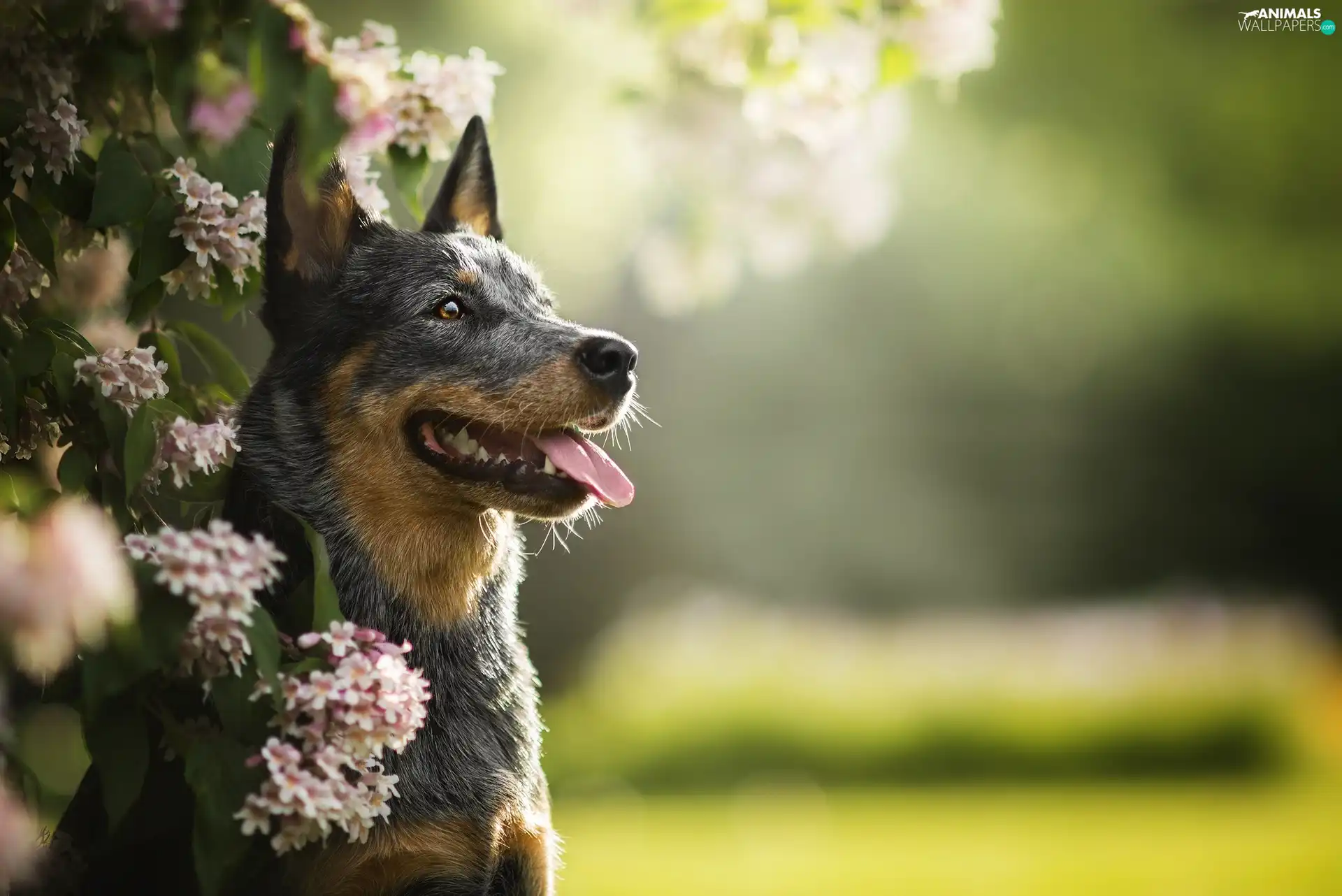 Twigs, Flowers, Australian cattle dog, muzzle, dog