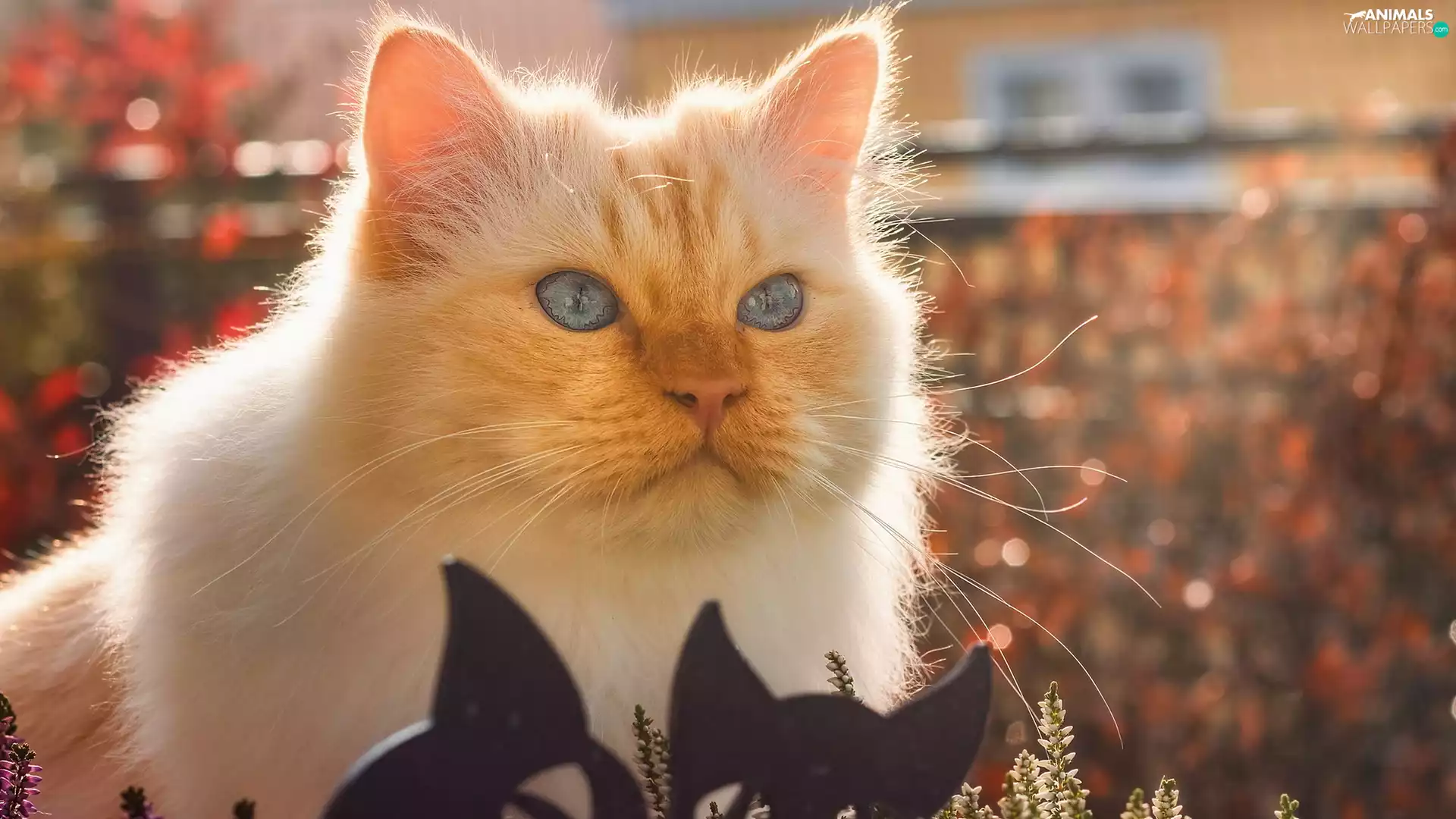 muzzle, The look, Blue Eyed, cat, white and red