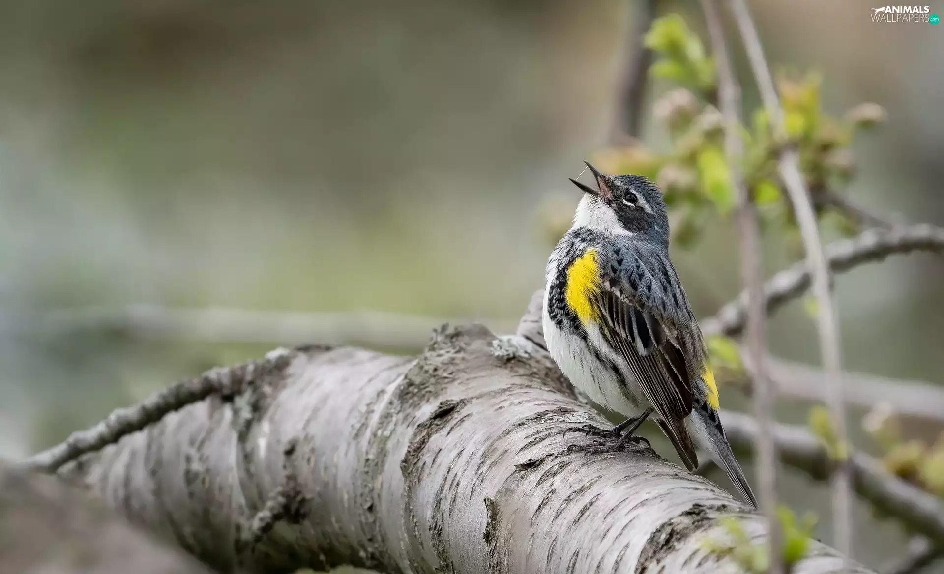Bird, Myrtle warbler, branch, Warbler