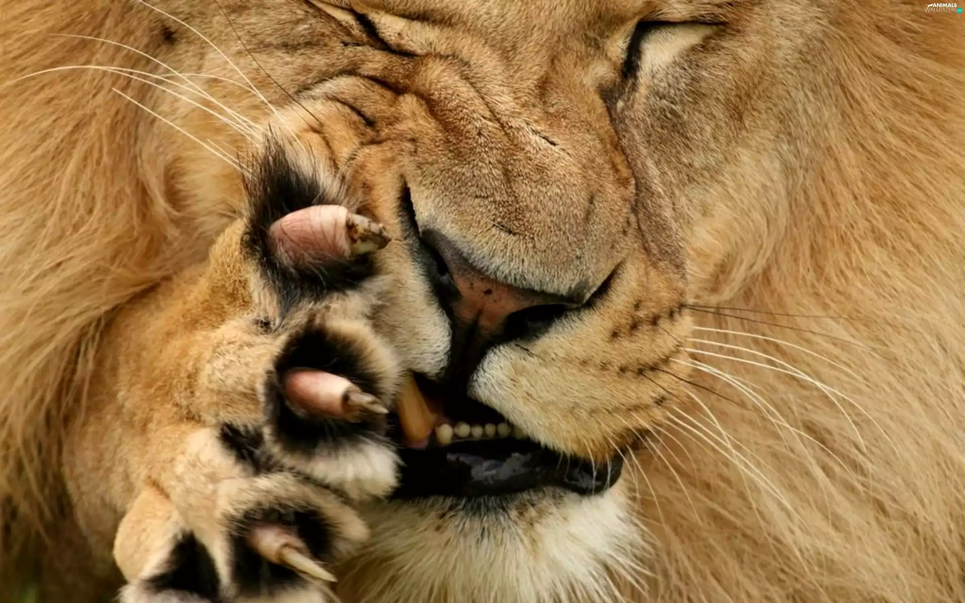 Nails, Lion, paw