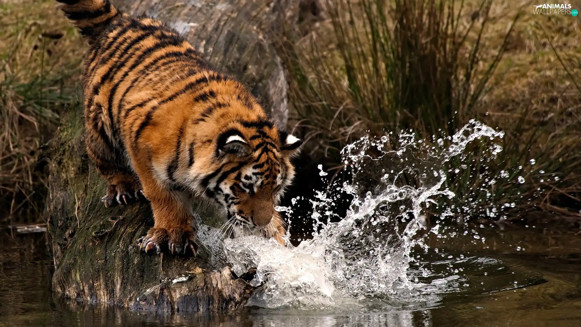 tiger, Nails