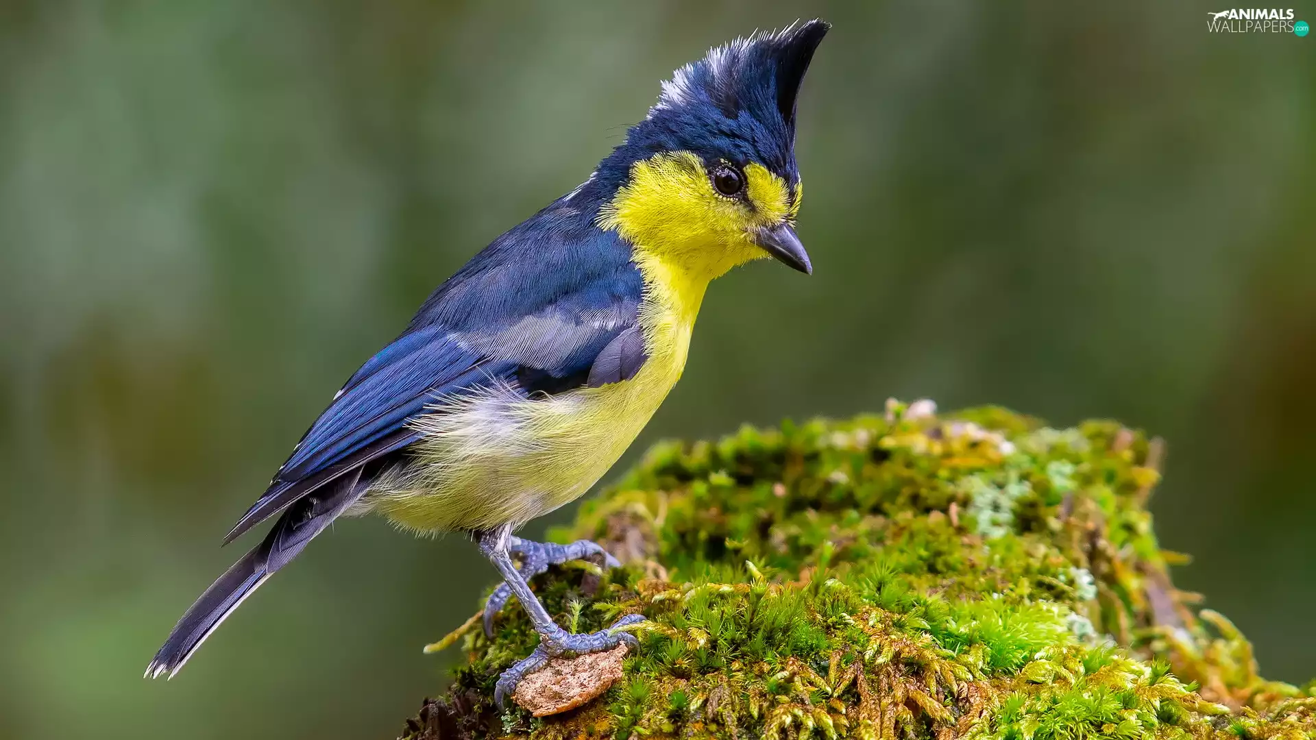 Yellow-Blue, White-naped Tit, Moss, Bird