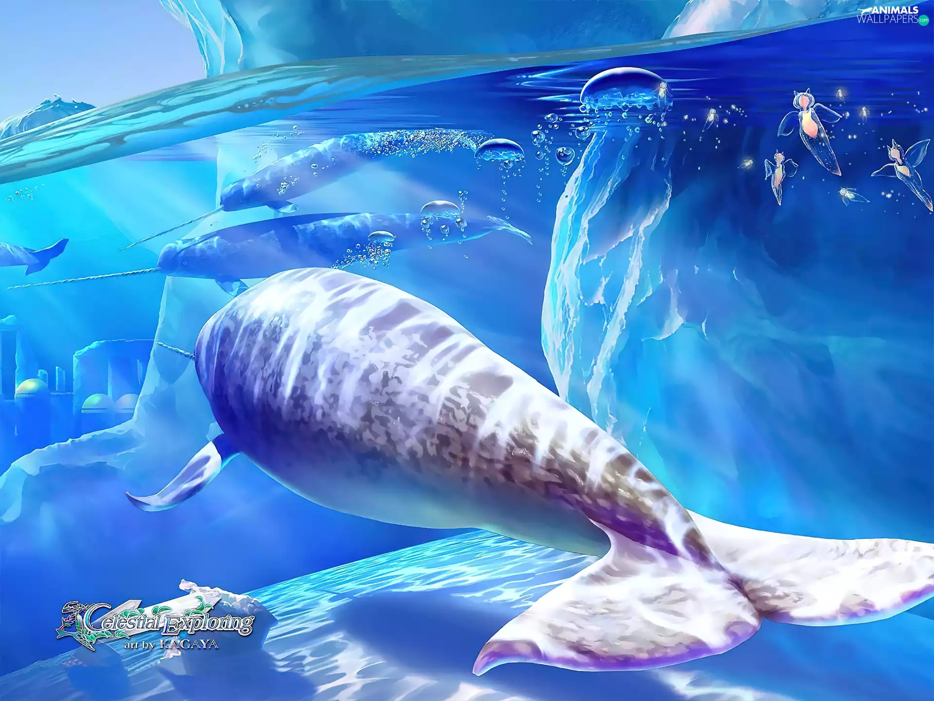 Narwhal, graphics, Kagaya