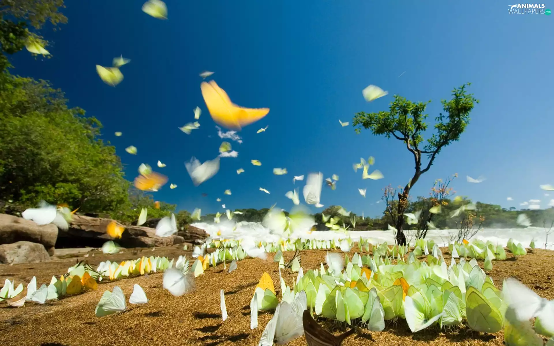 butterflies, National Park, Brazil, trees
