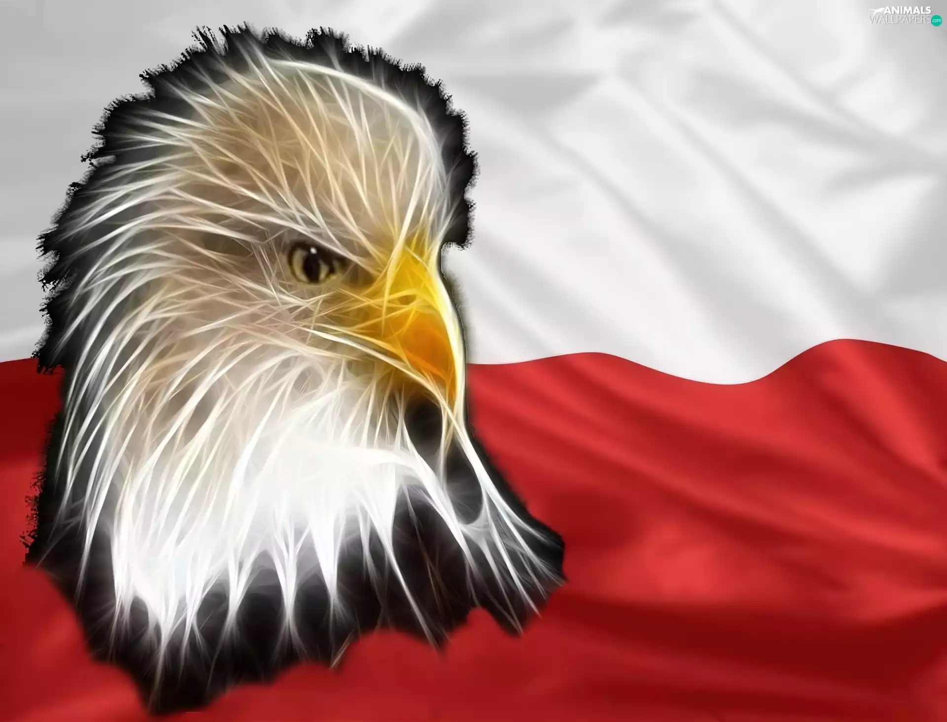 American Bald Eagle, National Colours, Poland