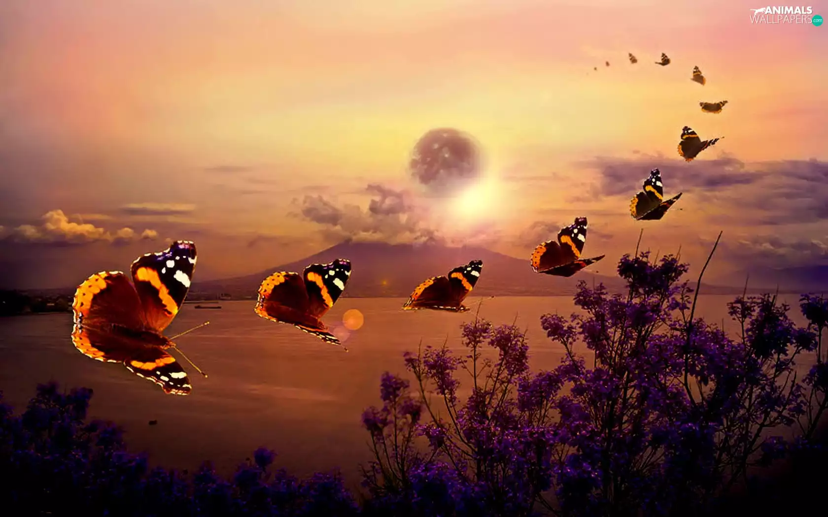 nature, butterflies