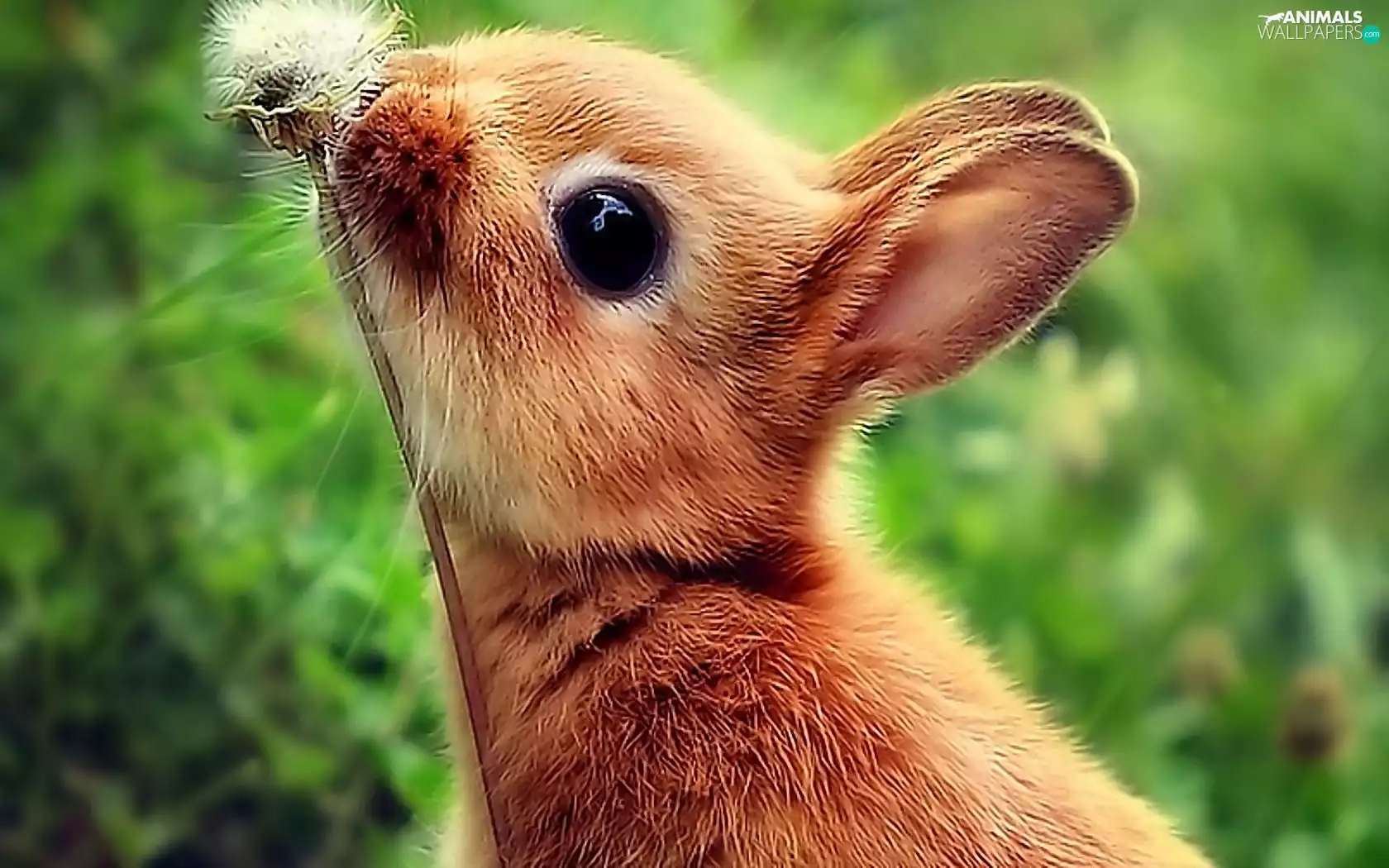 nature, Rabbit, Flower