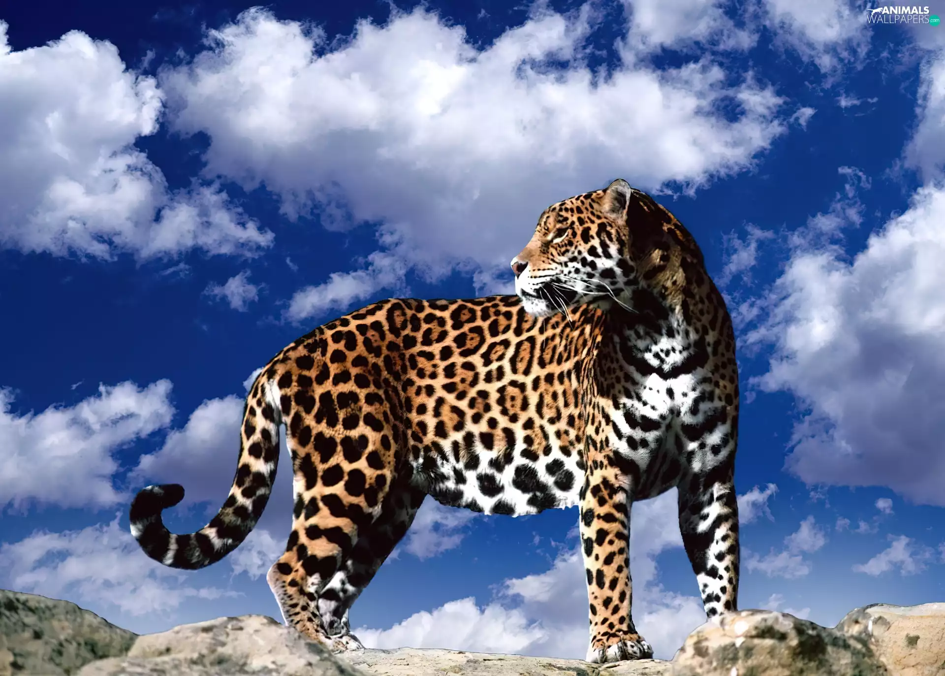 Leopards, navy blue, Sky, rocks
